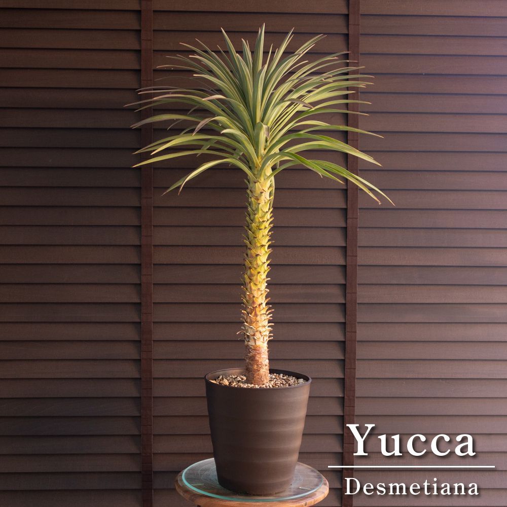 ユッカ デスメティアーナ 7号 Yucca Desmetiana ヤシ 幹立ち 1123BR