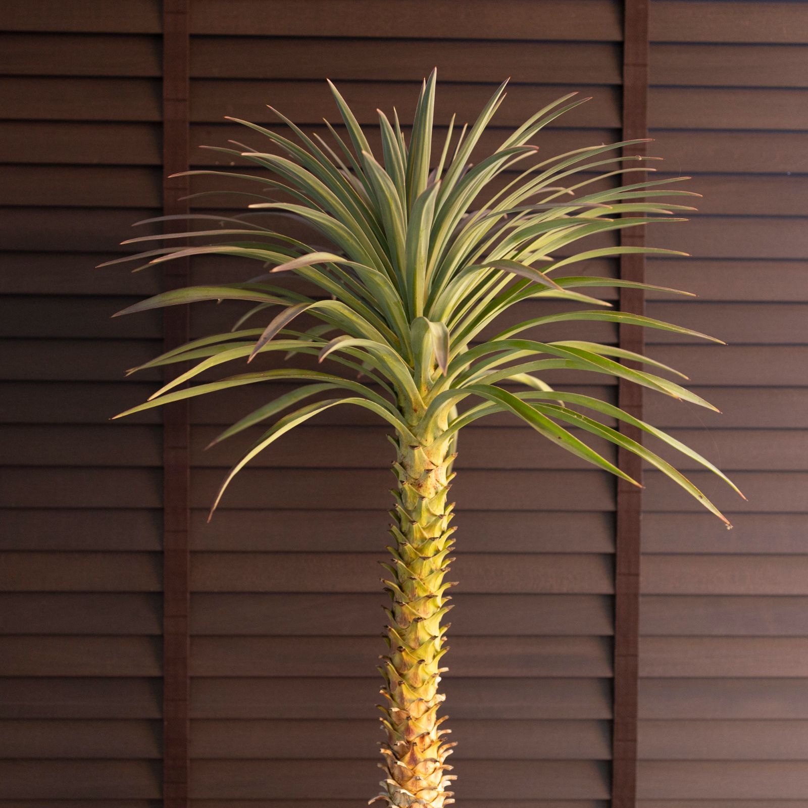 ユッカ デスメティアーナ 7号 Yucca Desmetiana ヤシ 幹立ち 1123BR