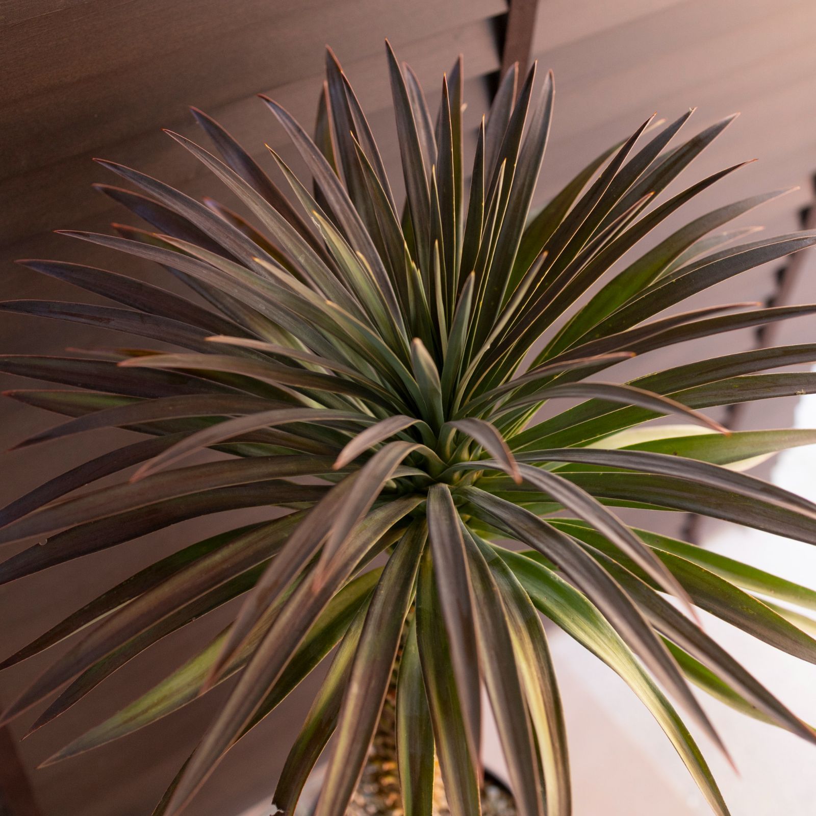 ユッカ デスメティアーナ 7号 Yucca Desmetiana ヤシ 幹立ち 1123BR