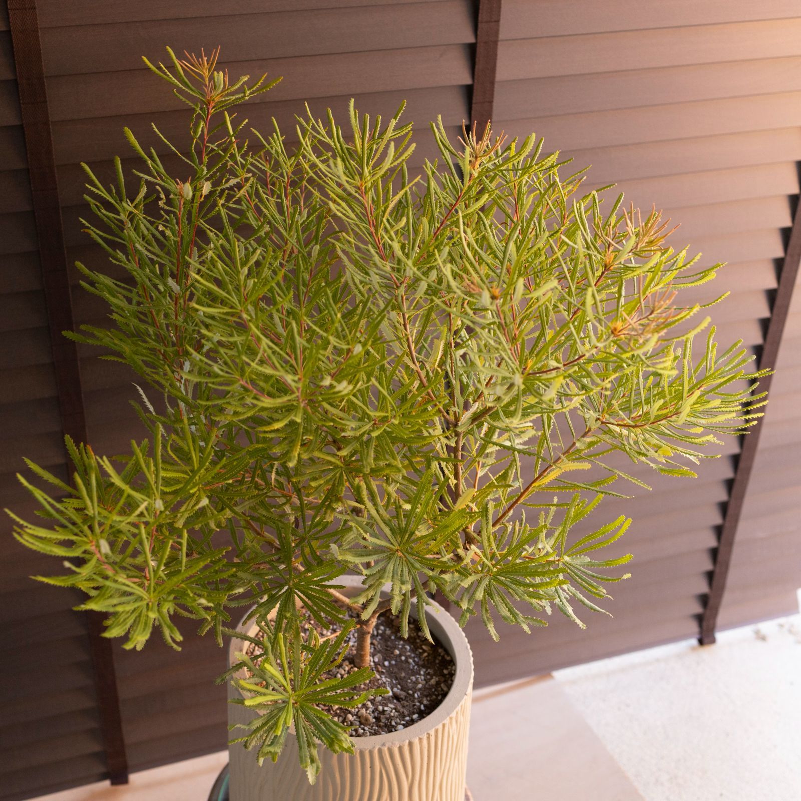 ヘアピンバンクシア 6号鉢 スピヌローサ オージープランツ バンクシア