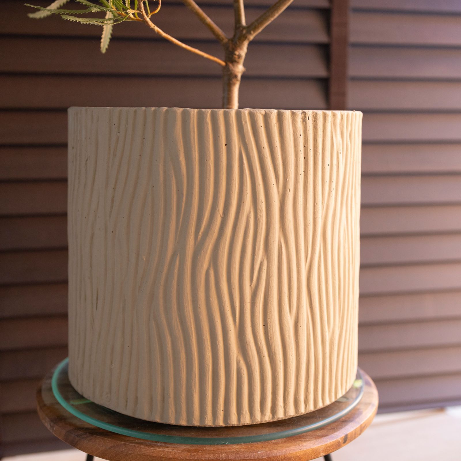 バンクシア スピヌローサ 8号 セメント鉢 ヘアピン Banksia Spinulosa