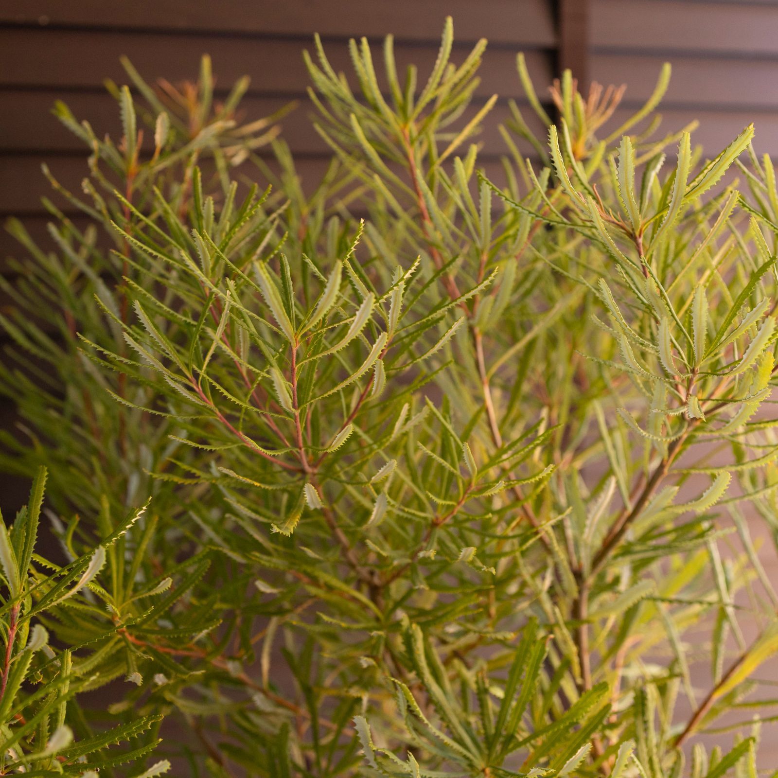 ヘアピンバンクシア スピヌローサ8号角鉢高さ110センチ ヘアピン