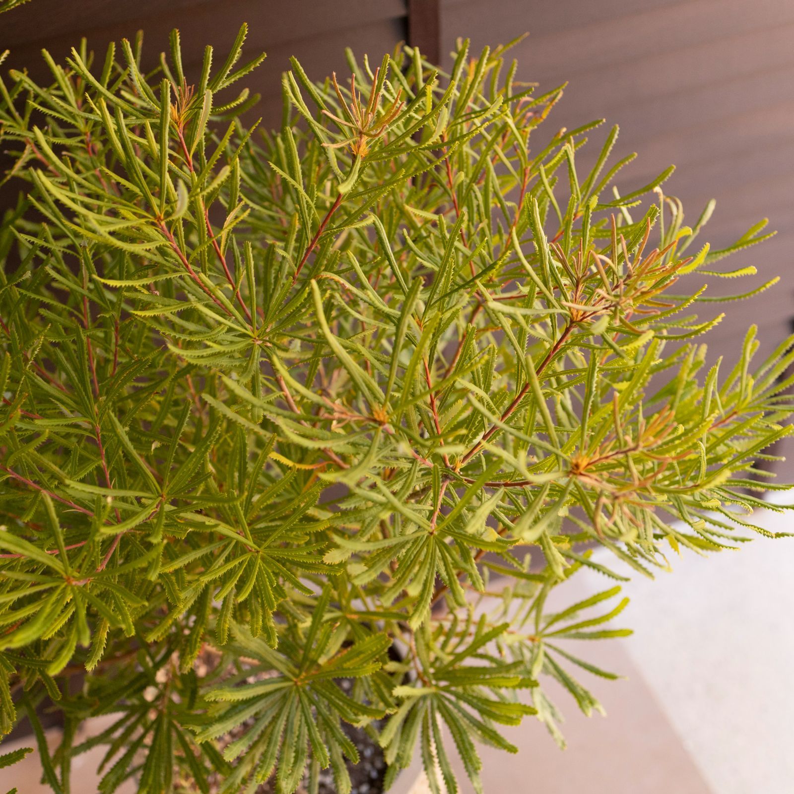 ヘアピンバンクシア スピヌローサ8号角鉢高さ110センチ 2025年最新