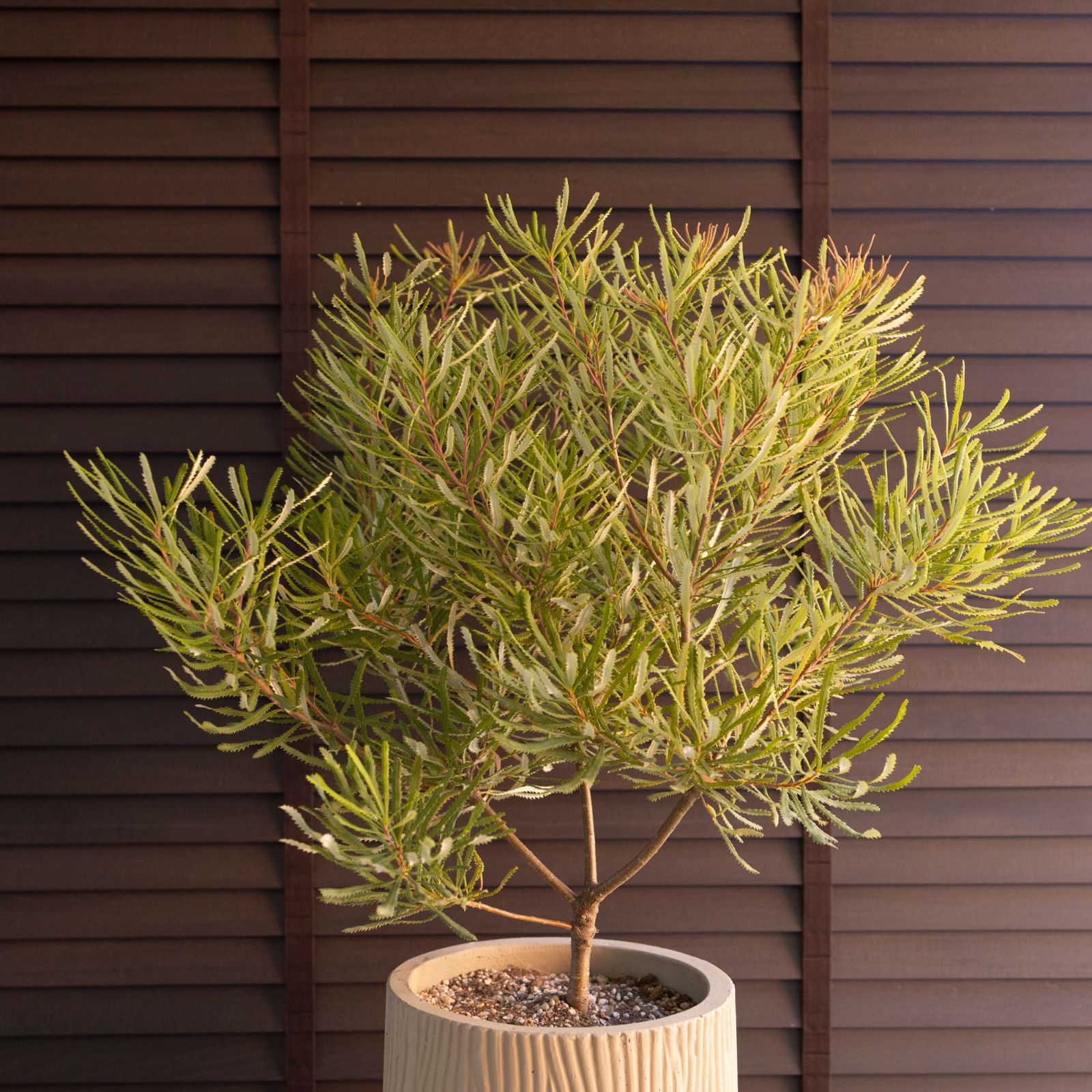 ヘアピンバンクシア スピヌローサ8号角鉢高さ110センチ ヘアピンバンクシア スピヌローサ8号角鉢高さ110センチ