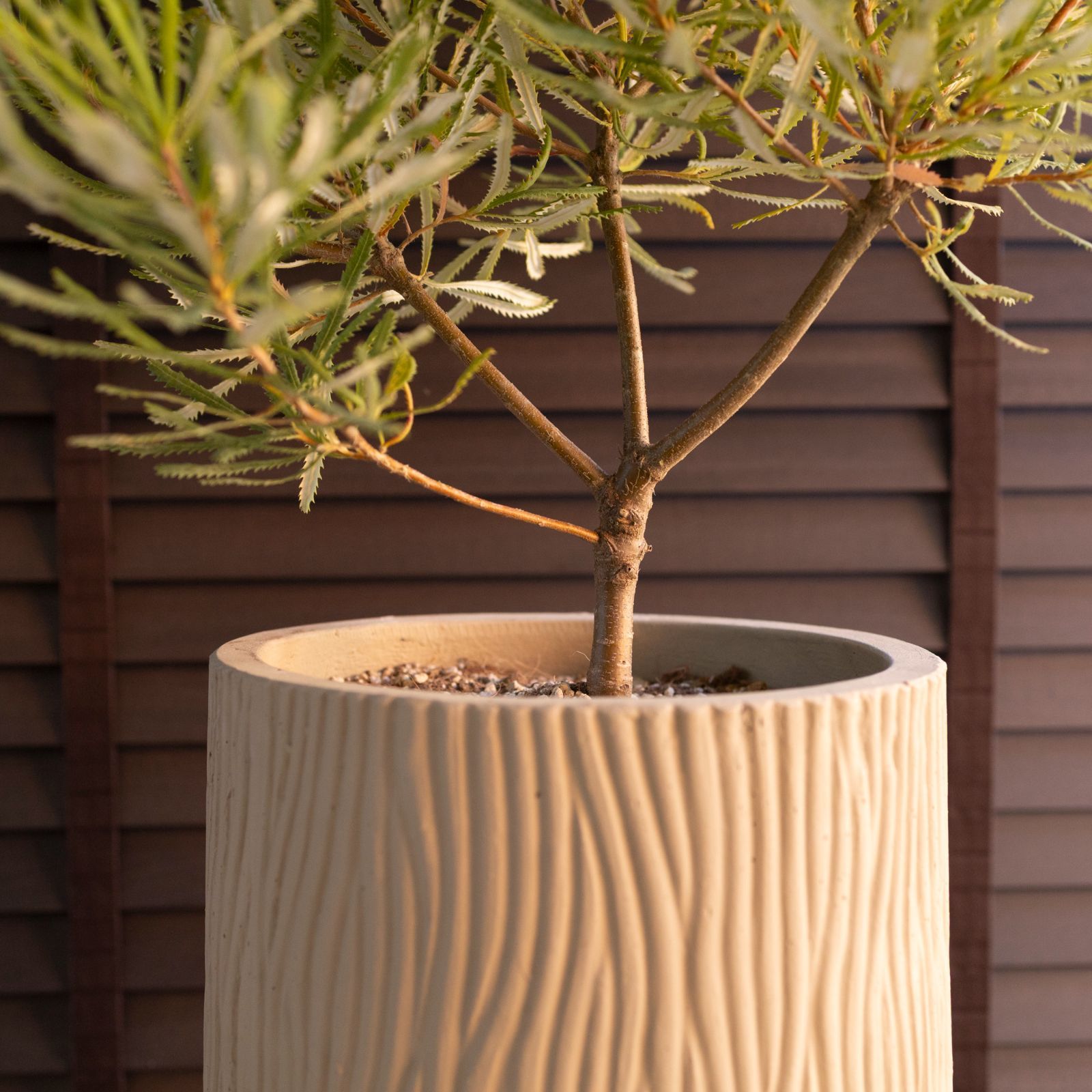 ヘアピンバンクシア スピヌローサ8号角鉢高さ110センチ ヘアピン