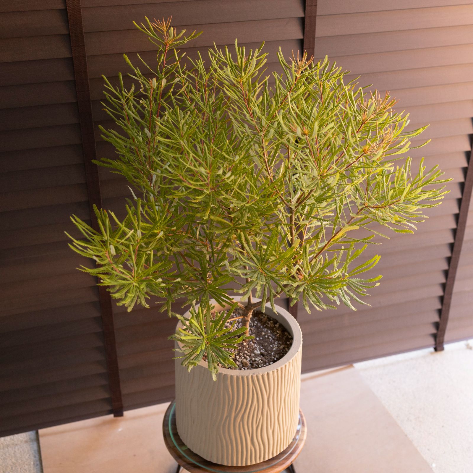 バンクシア スピヌローサ 8号 セメント鉢 ヘアピン Banksia Spinulosa