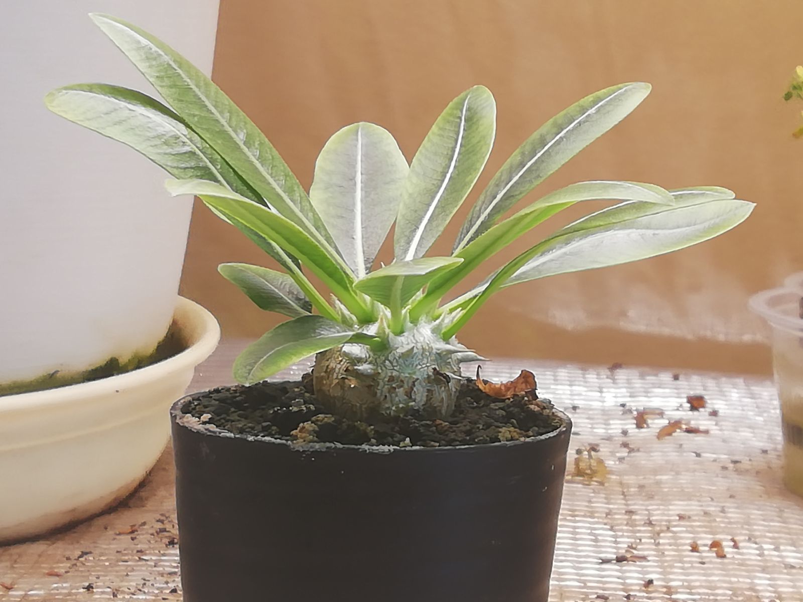 パキポディウム恵比寿笑い良型①鉢ごとプランツタグ付き - メルカリ