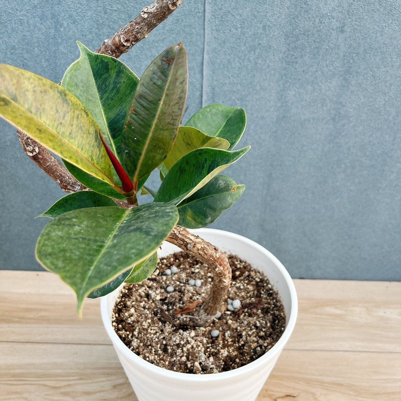 現品］【希少】95番 フィカス ジン 曲がり 7号 観葉植物 ゴムの木 室内