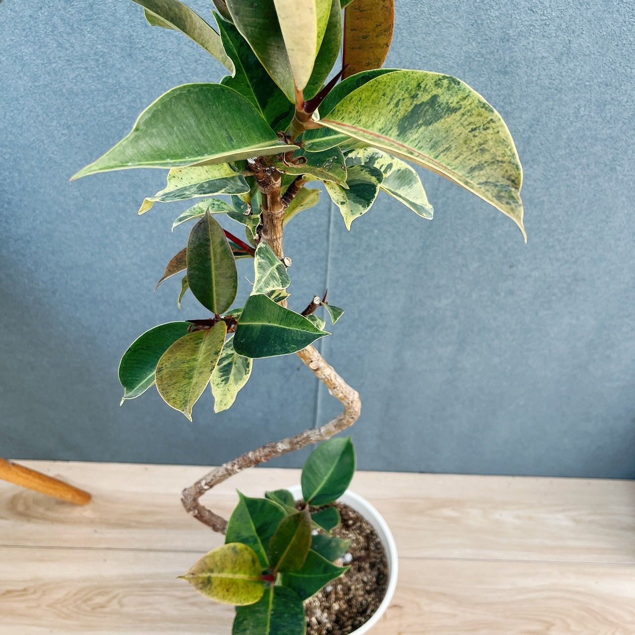 現品］【希少】95番 フィカス ジン 曲がり 7号 観葉植物 ゴムの木 室内