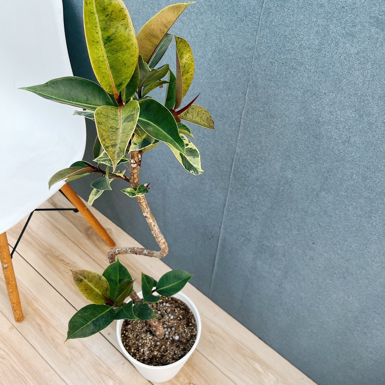 現品］【希少】95番 フィカス ジン 曲がり 7号 観葉植物 ゴムの木 室内