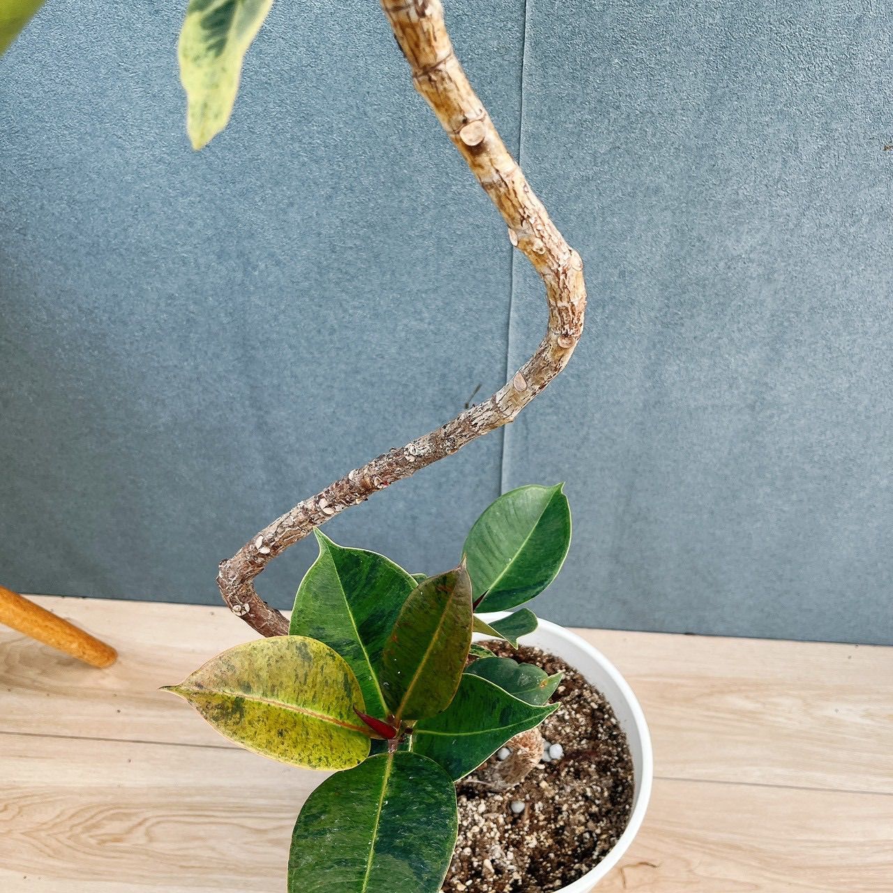 現品］【希少】95番 フィカス ジン 曲がり 7号 観葉植物 ゴムの木 室内
