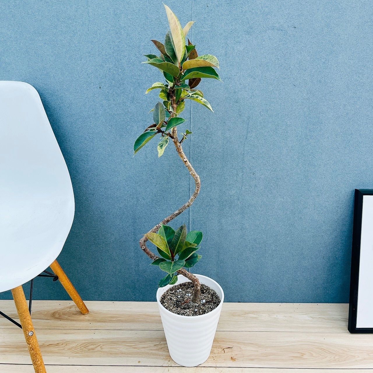 現品］【希少】95番 フィカス ジン 曲がり 7号 観葉植物 ゴムの木 室内