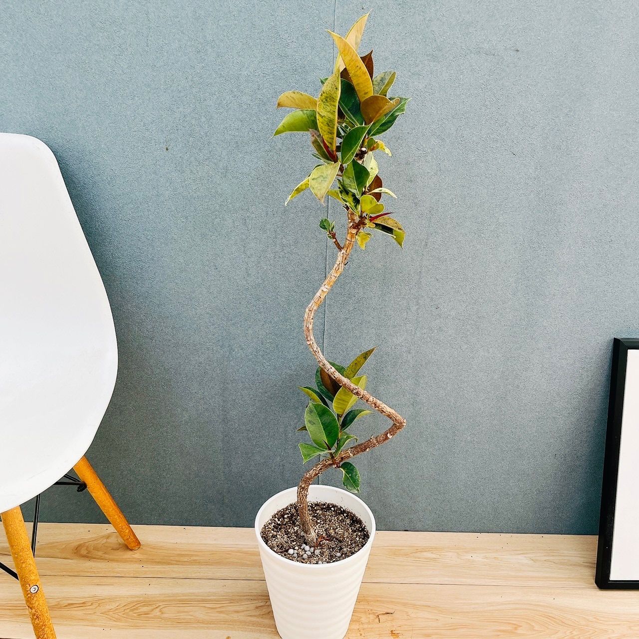 現品］【希少】95番 フィカス ジン 曲がり 7号 観葉植物 ゴムの木 室内