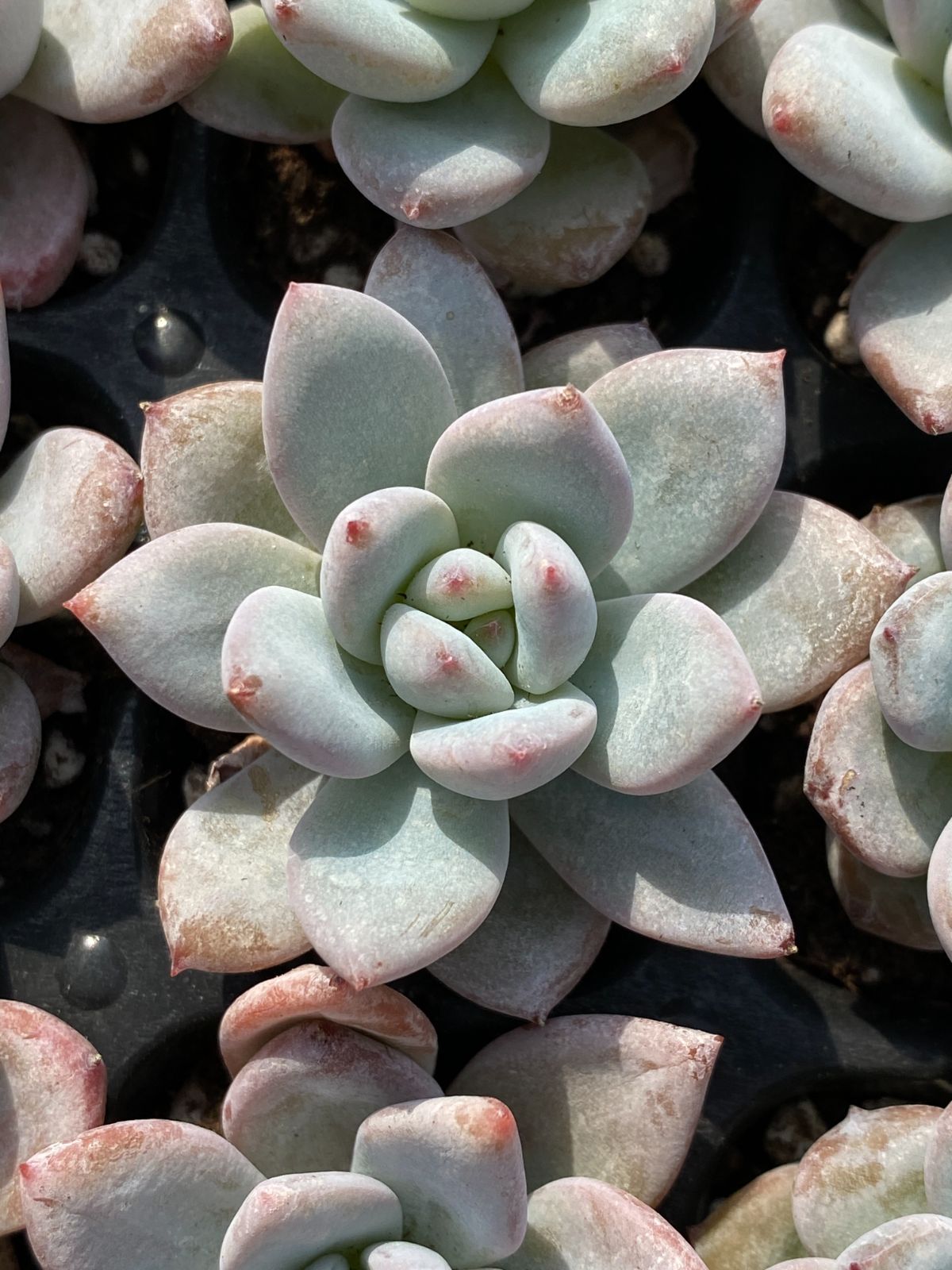 miso苗⭐️(アルバ×メキポル)×アテマ⭐️札付ミソップさん 多肉 エケベリア miso苗⭐️(アルバ×メキポル)×アテマ⭐️札付ミソップさん 多肉 エケベリア