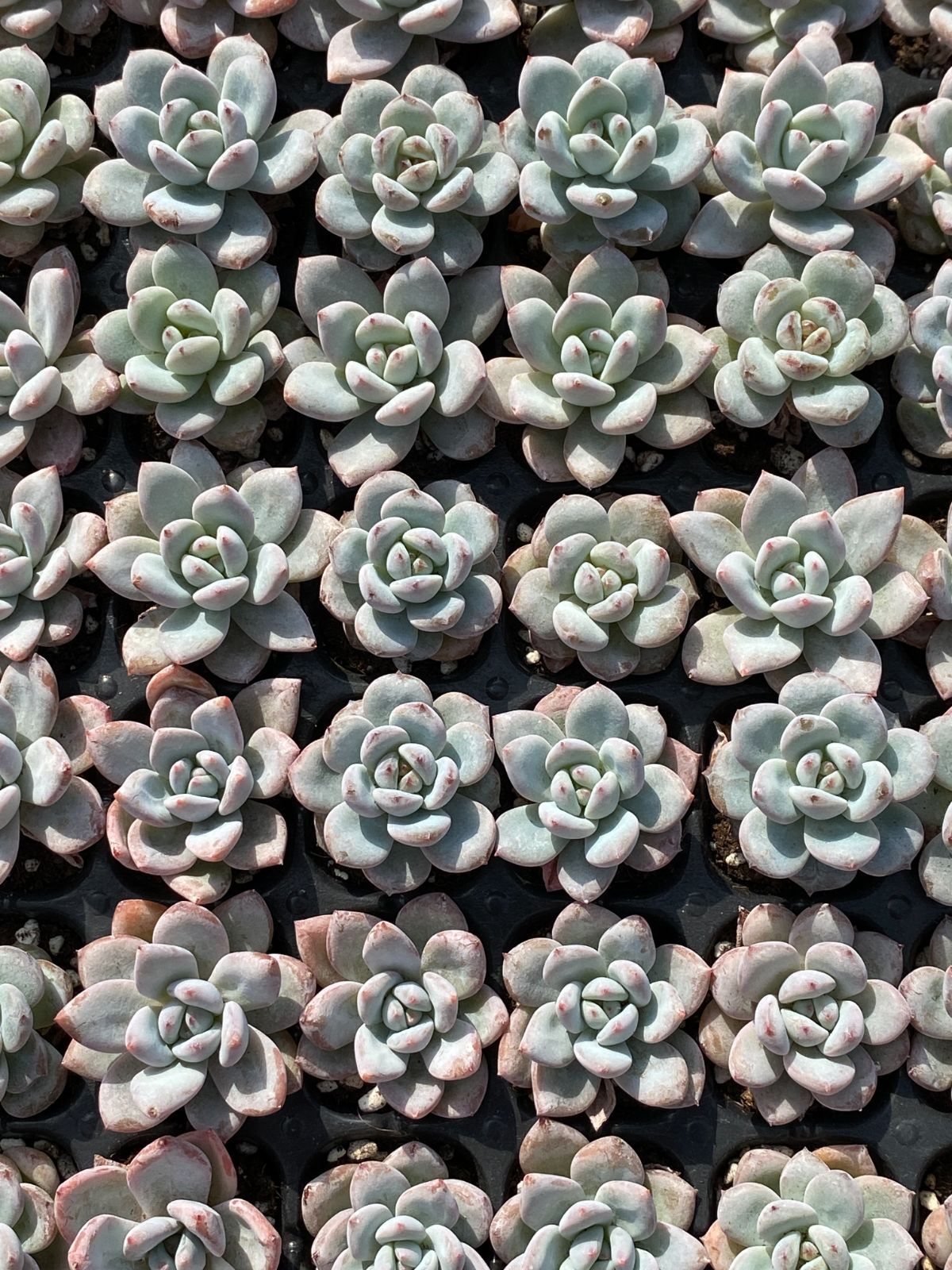 新入荷 ホシユキ MYXP5×105苗 土付き 多肉植物 詰め合わせ エケベリア