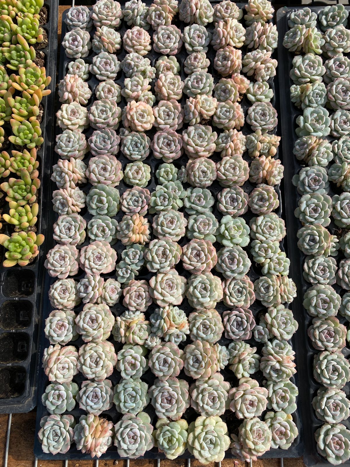 AAA新入荷 カプチーノ MYXP7×105苗 土付き 多肉植物 詰め合わせ