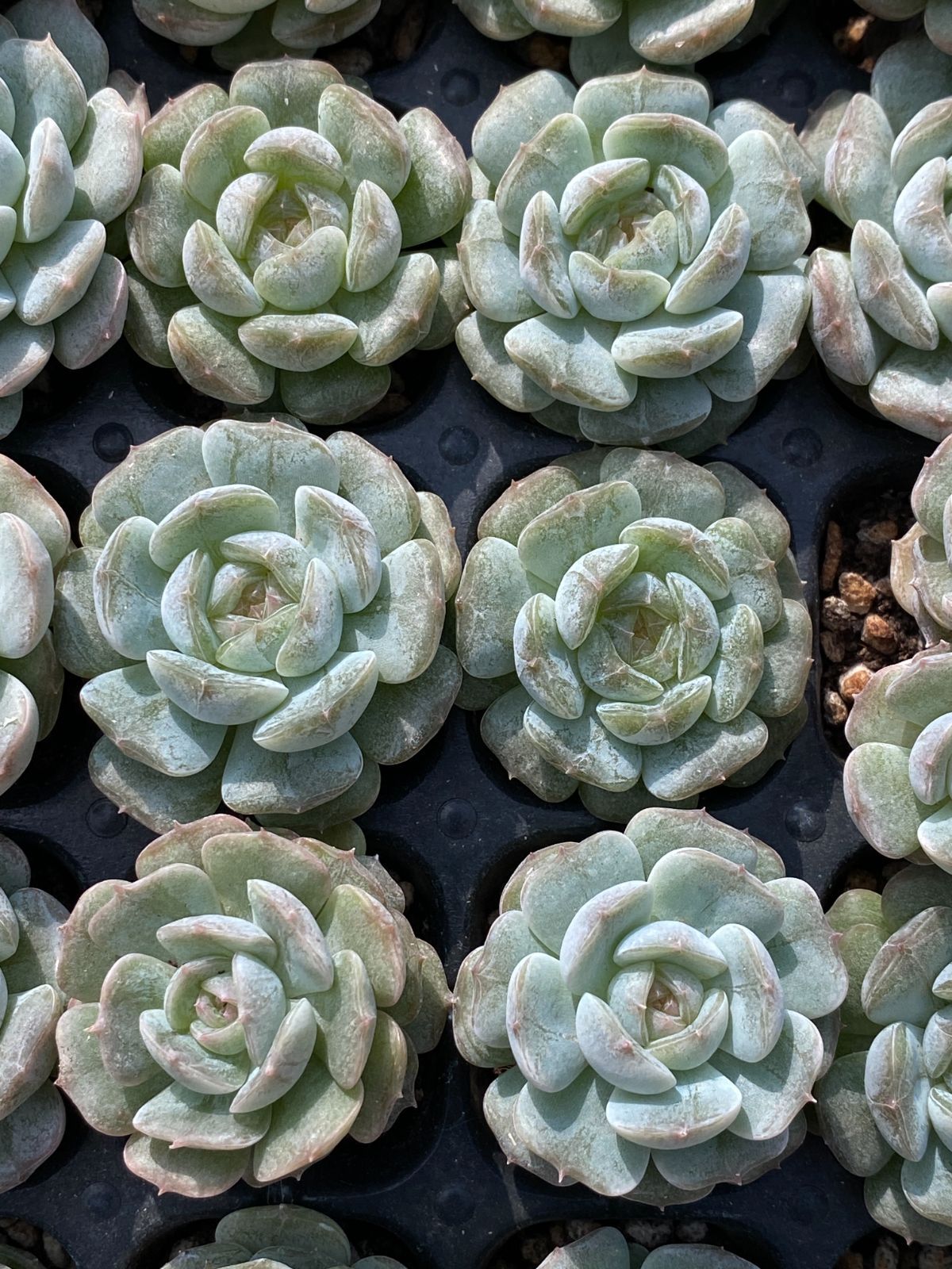 LL028メイシュ105苗多肉植物 エケベリア サボテン 観葉植物 花 園芸