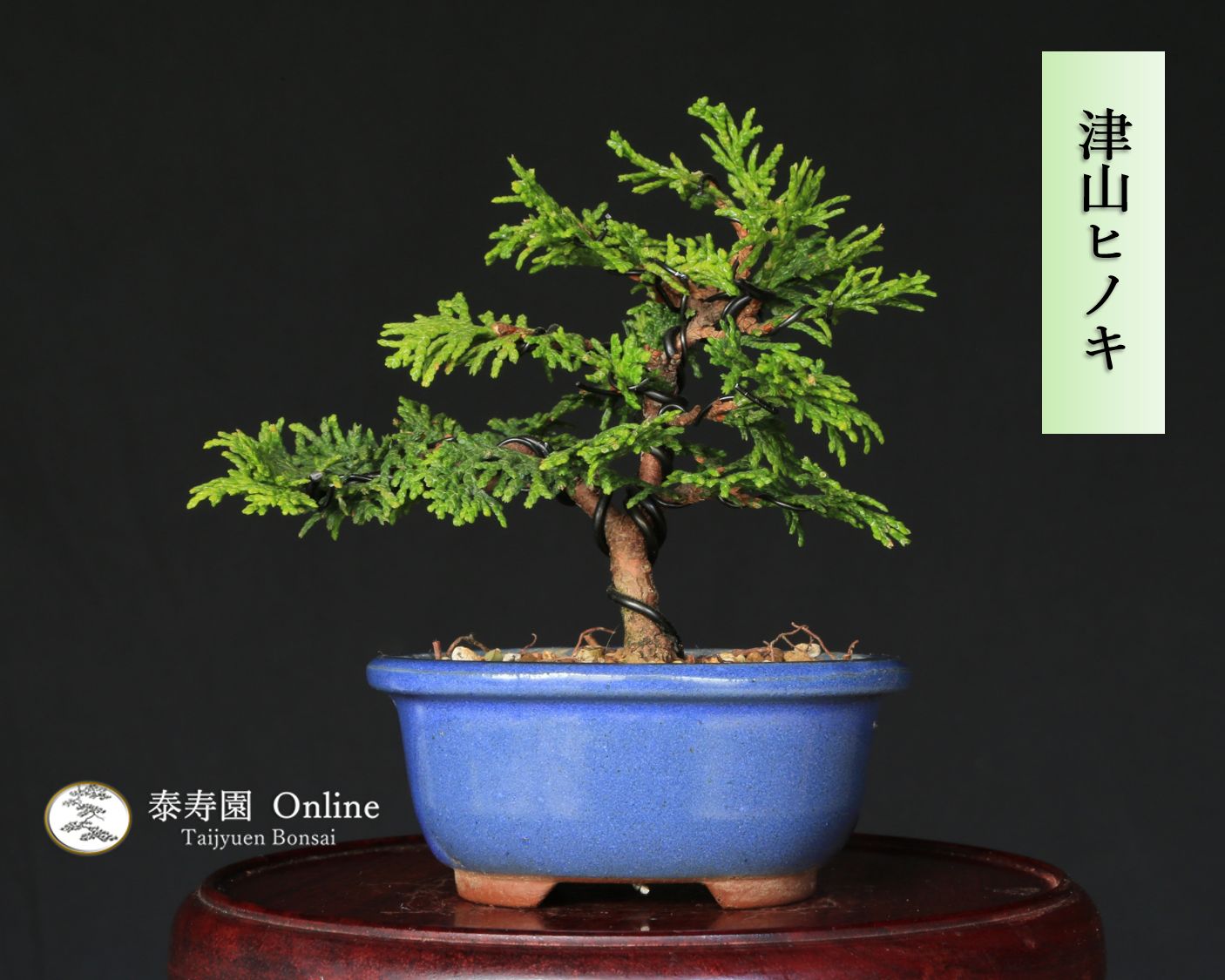 津山檜 ツヤマヒノキ 小品盆栽・ミニ盆栽【泰寿園 Online】現品 一点物