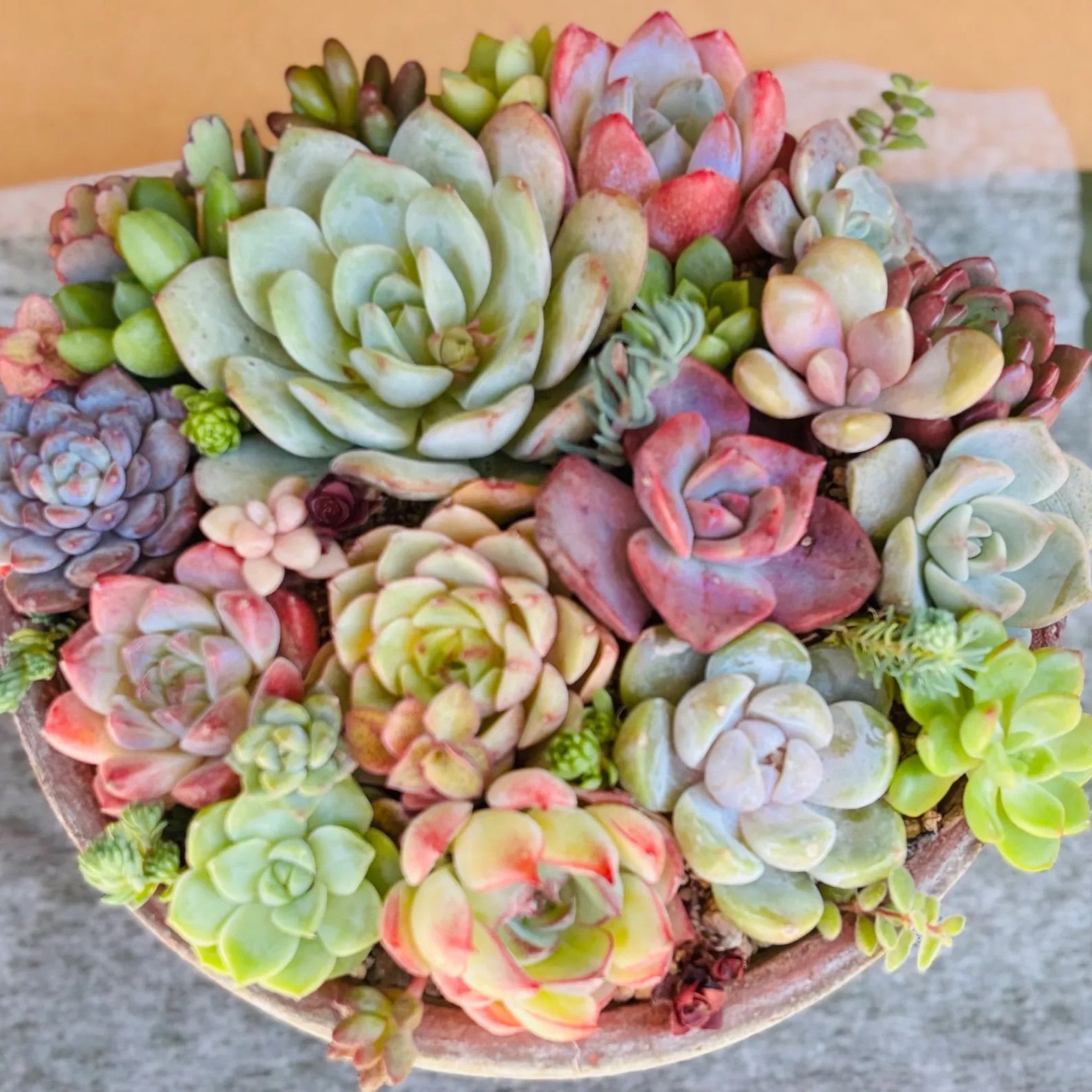 韓国苗入り カット苗 多肉植物寄せ植え - メルカリ