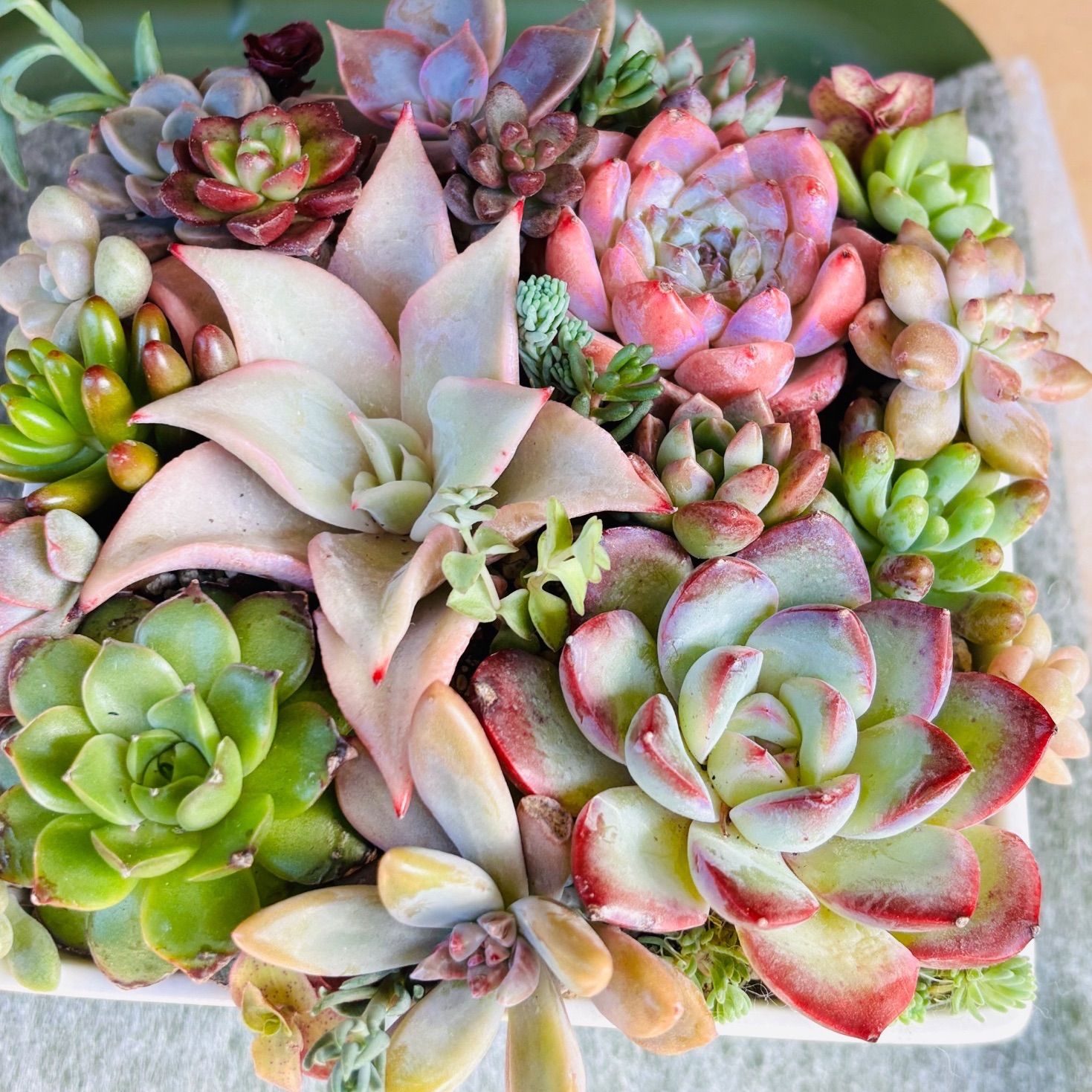 韓国苗入り カット苗 多肉植物寄せ植え - メルカリ