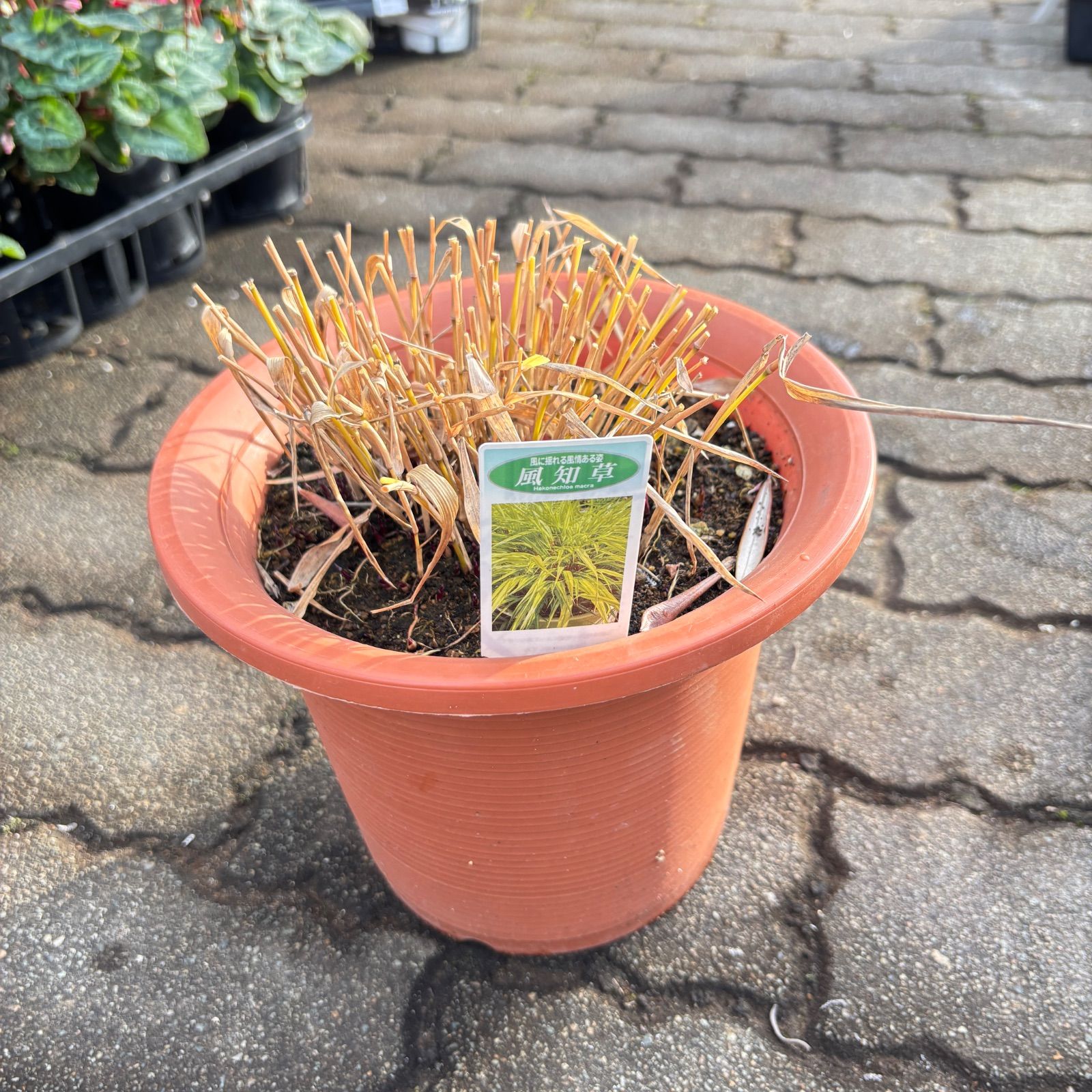 ハ*チ様 グリセオビオラセア 鉢植え メルカリ便送料込み 風知草7号鉢 来季用 - メルカリ