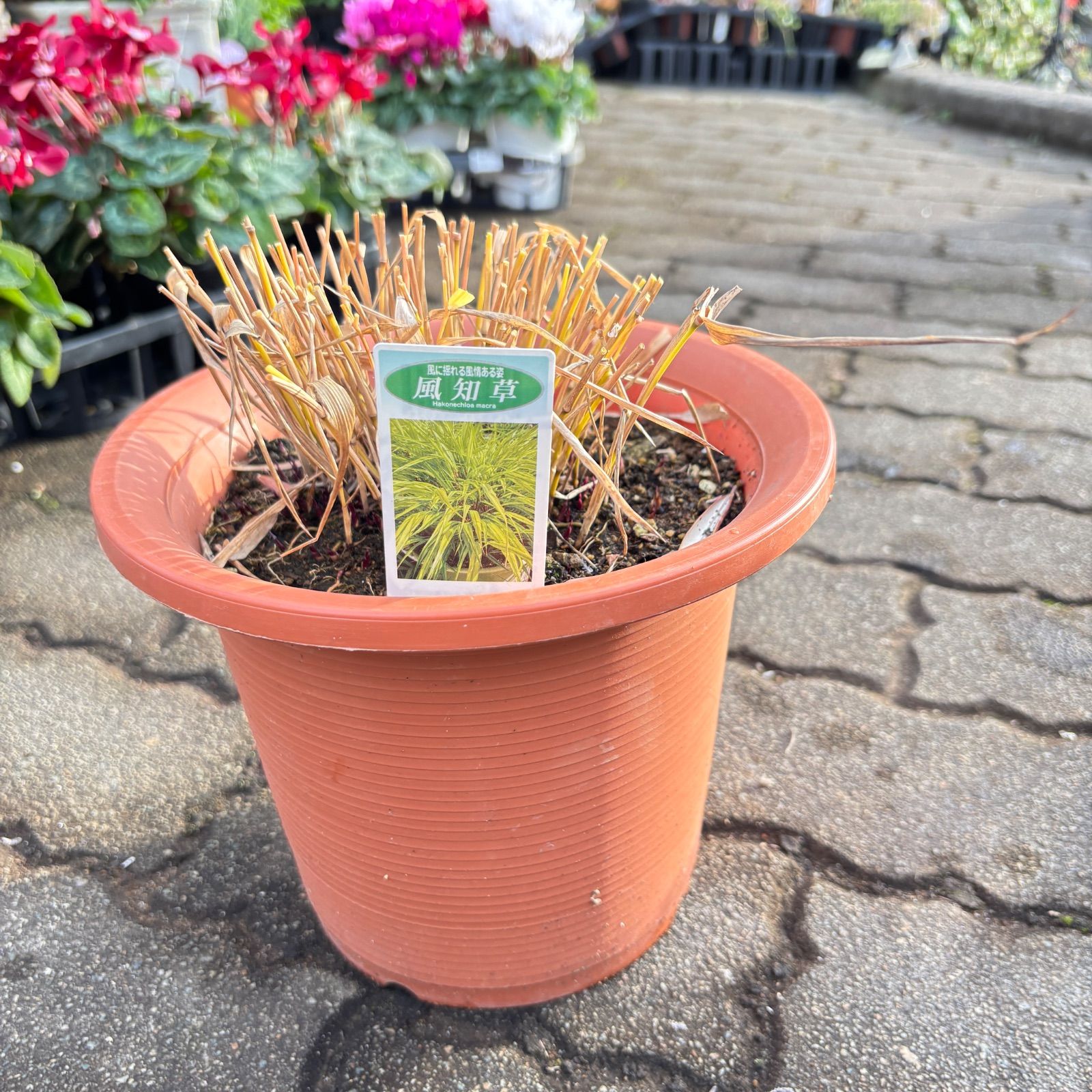 風知草7号鉢 来季用 - メルカリ