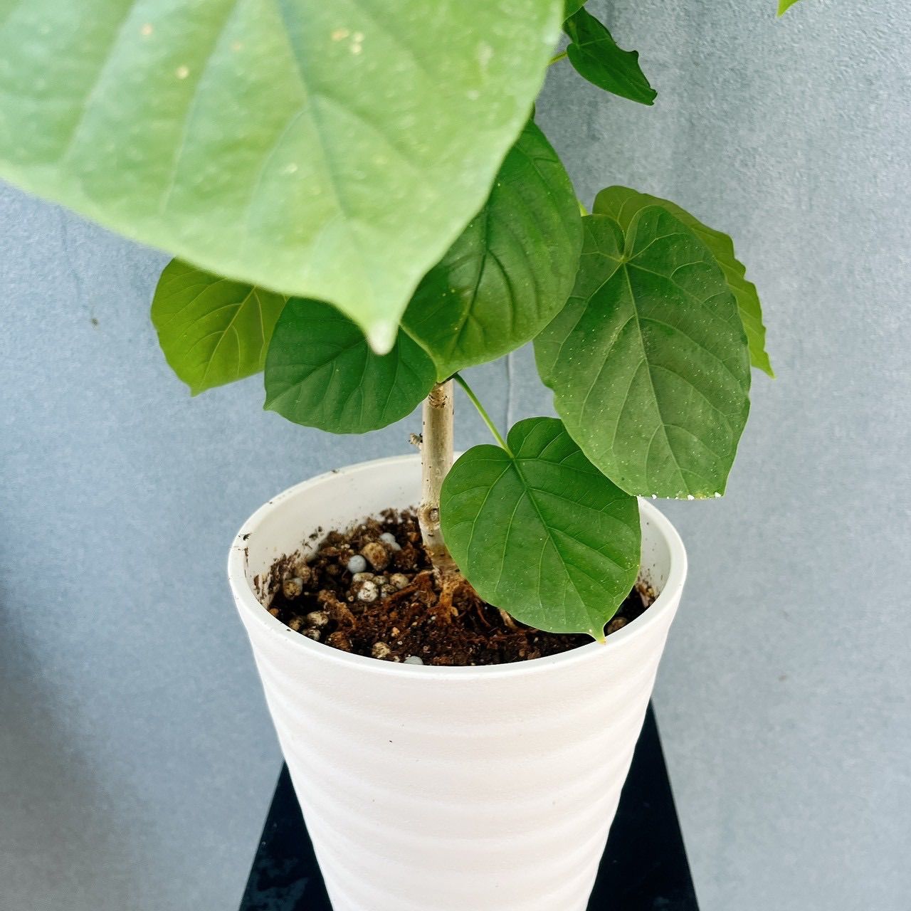 現品］♡かわいい♡ 58番 フィカス ウンベラータ 曲がり 6号 観葉植物