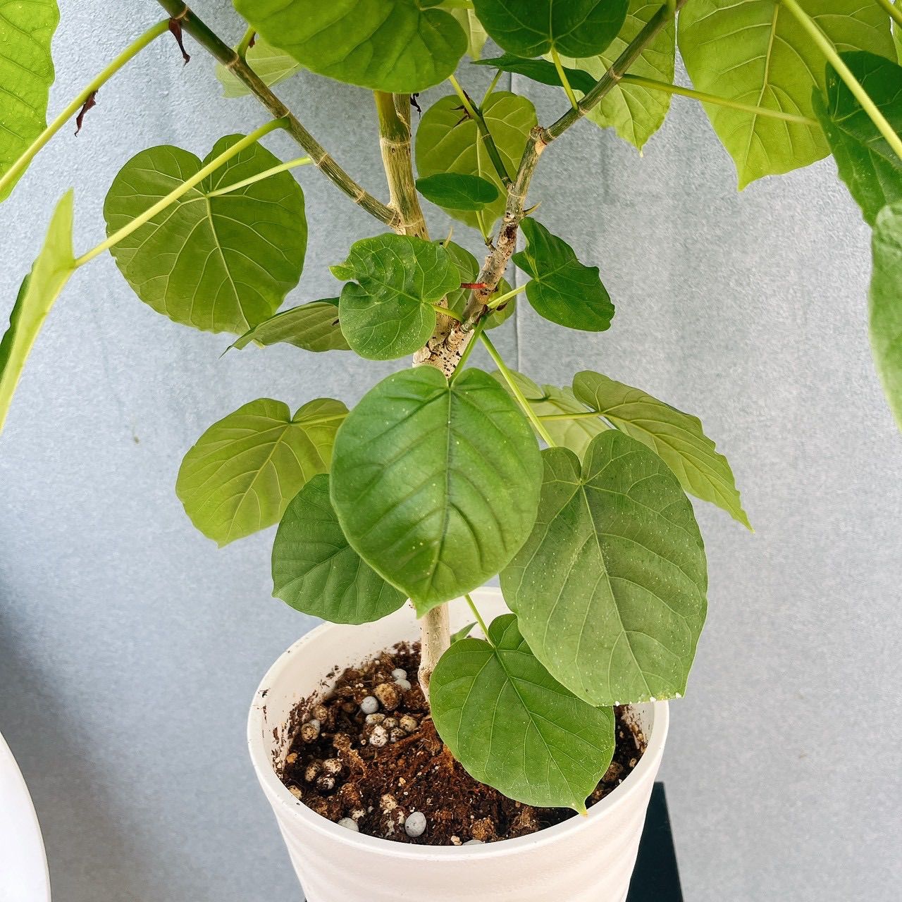 現品］♡かわいい♡ 58番 フィカス ウンベラータ 曲がり 6号 観葉植物