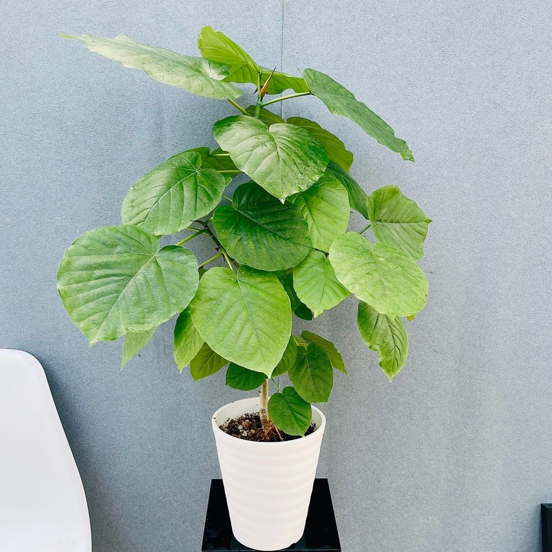 現品］♡かわいい♡ 58番 フィカス ウンベラータ 曲がり 6号 観葉植物