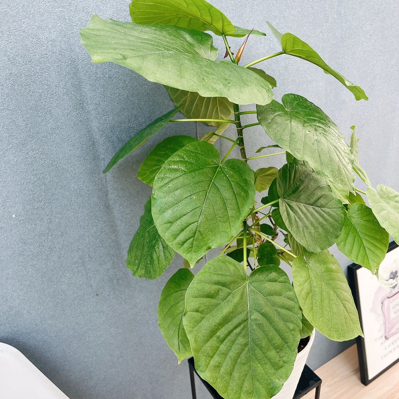 現品］♡かわいい♡ 58番 フィカス ウンベラータ 曲がり 6号 観葉植物