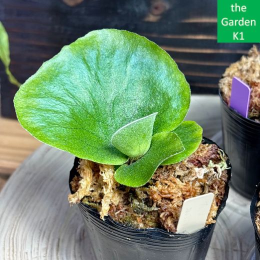 ビカクシダ2株セット+ドリナリア1株 P2D1_006 - メルカリ