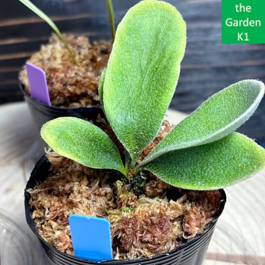 ビカクシダ2株セット+ドリナリア1株 P2D1_006 - メルカリ