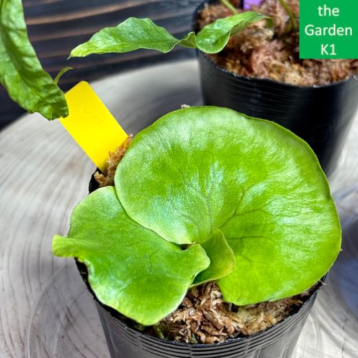 ビカクシダ2株セット+ドリナリア1株 P2D1_007 - メルカリ