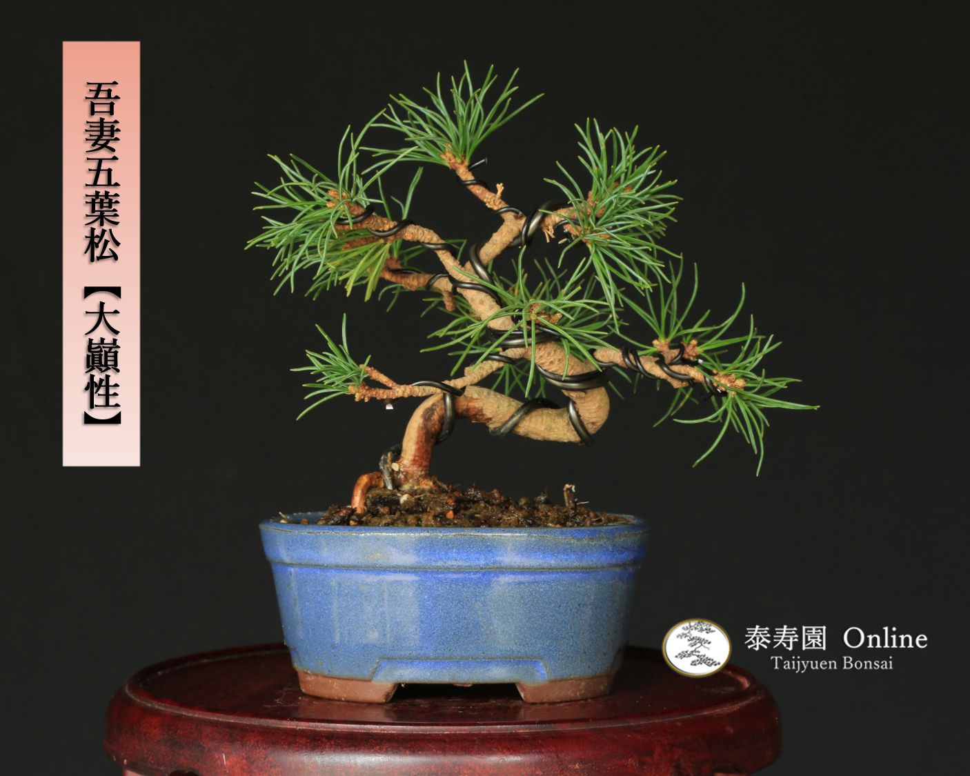 吾妻五葉松【大巓性】ダイテンショウ 実生 ミニ盆栽【泰寿園 Online