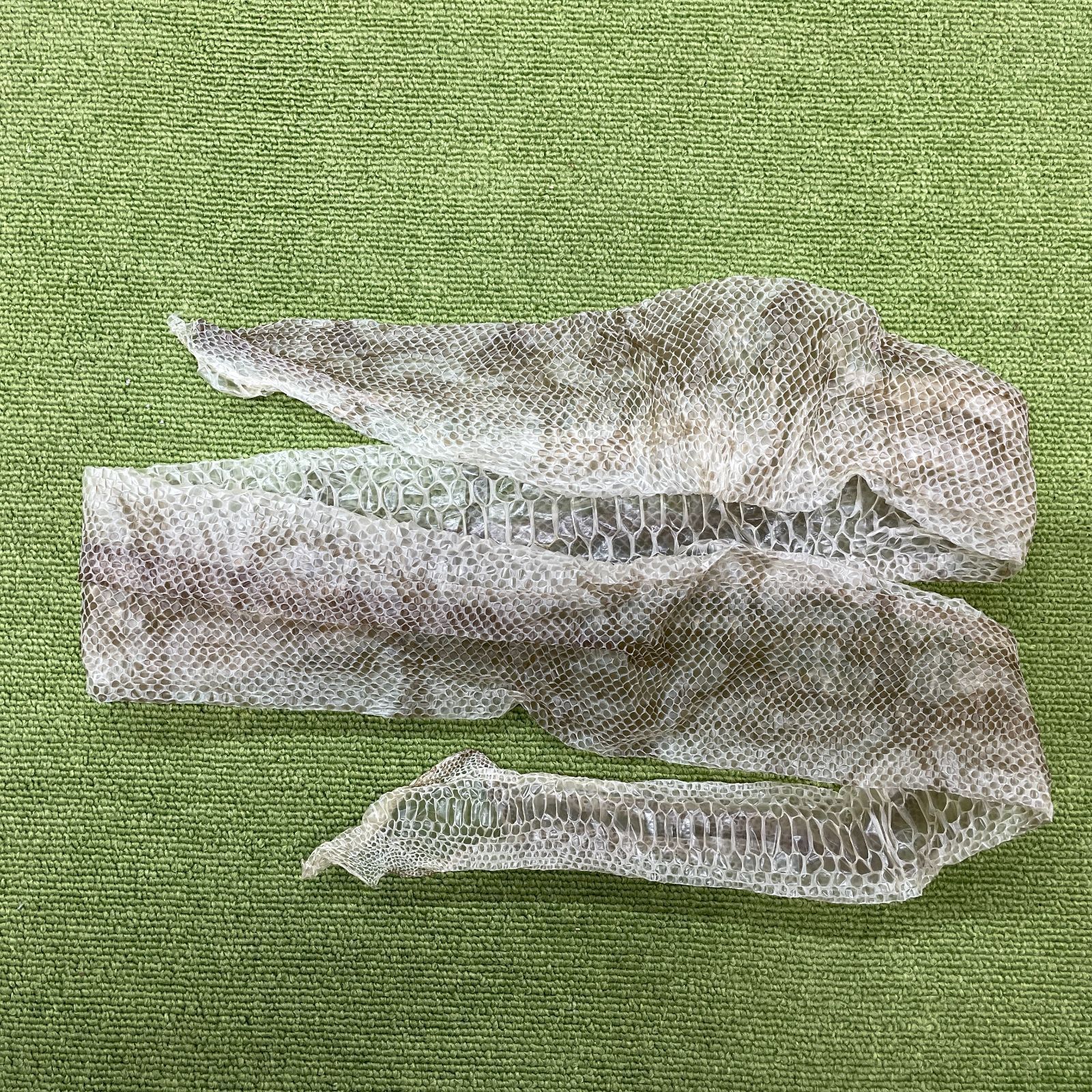 蛇の脱け殻約130cm 蛇の抜け殻 約130cm ヘビの抜け殻