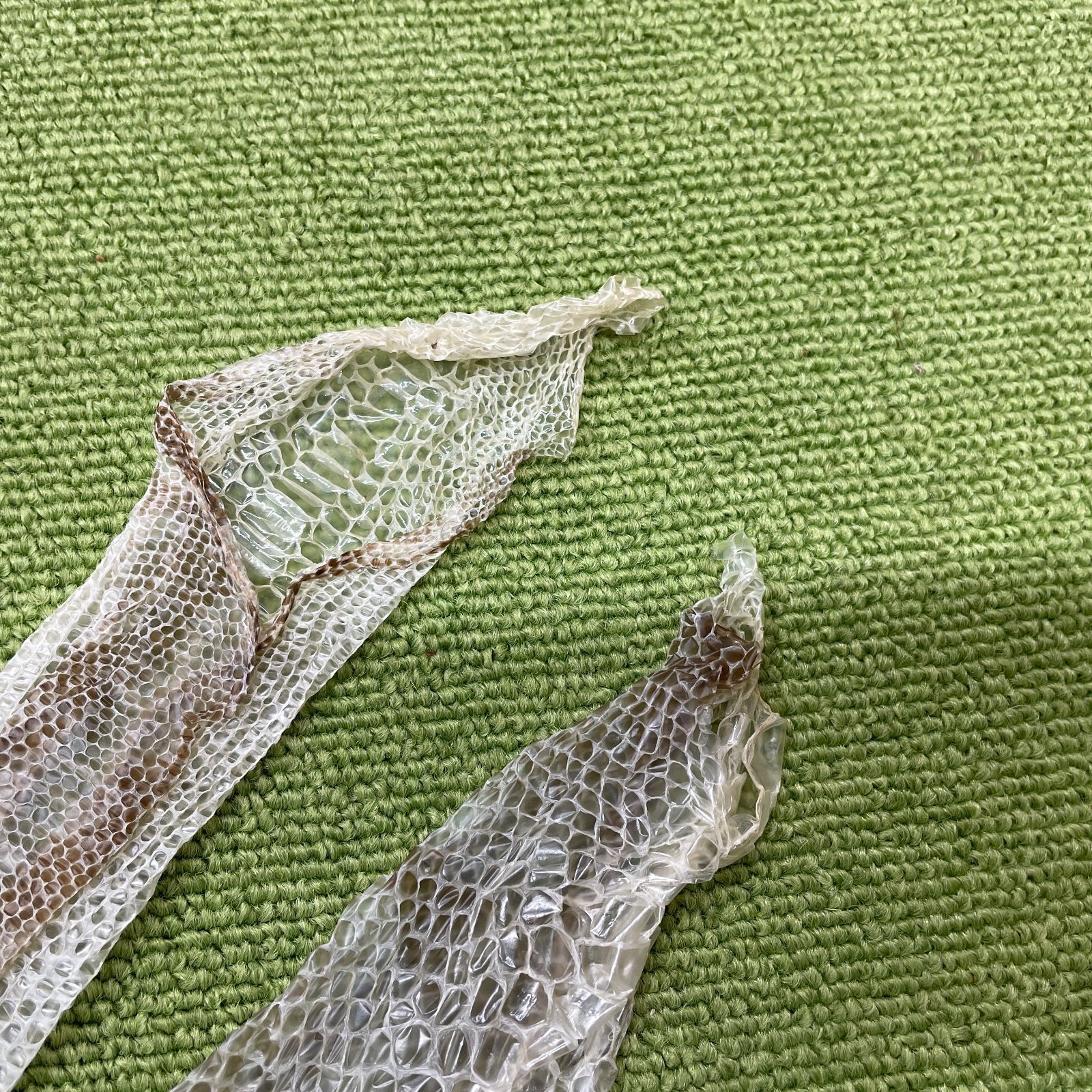 蛇の抜け殻 約130cm ヘビの抜け殻