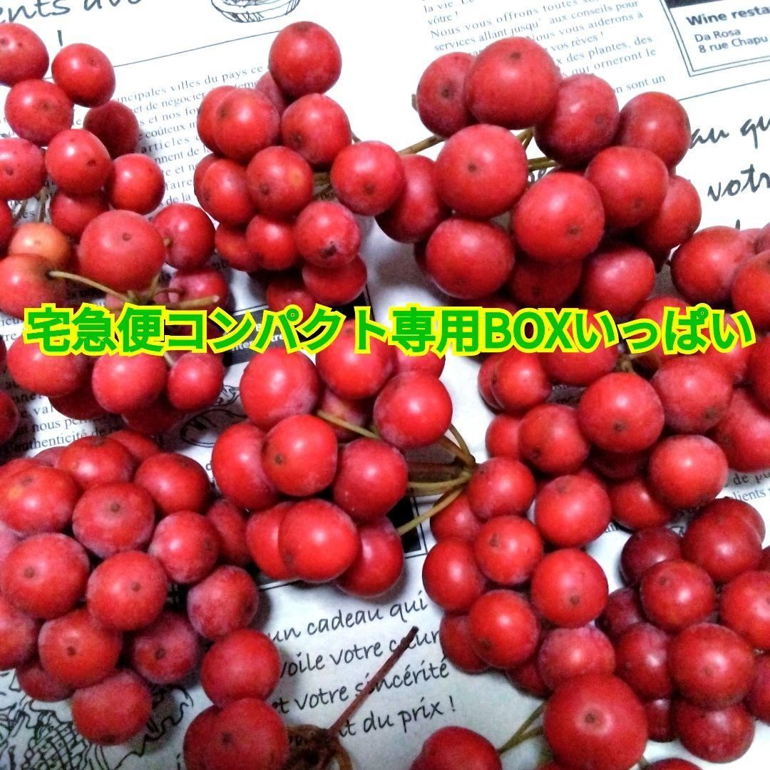 【ご予約No.7】様［ベル］サンキライ赤 無農薬☆山帰来（サンキライ）☆赤い実☆宅急便コンパクト専用BOX☆箱