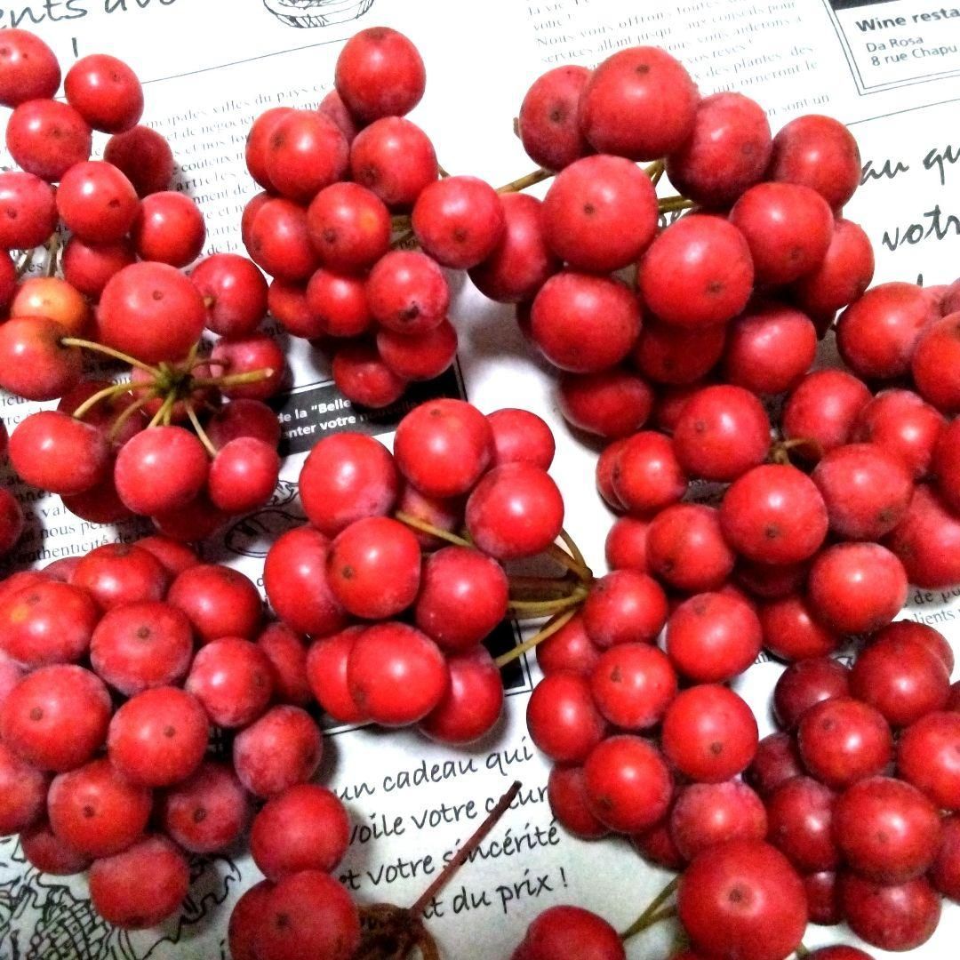 【ご予約No.6】［KUKKURA］サンキライ赤 無農薬☆山帰来（サンキライ）☆赤い実☆宅急便コンパクト専用BOX☆箱