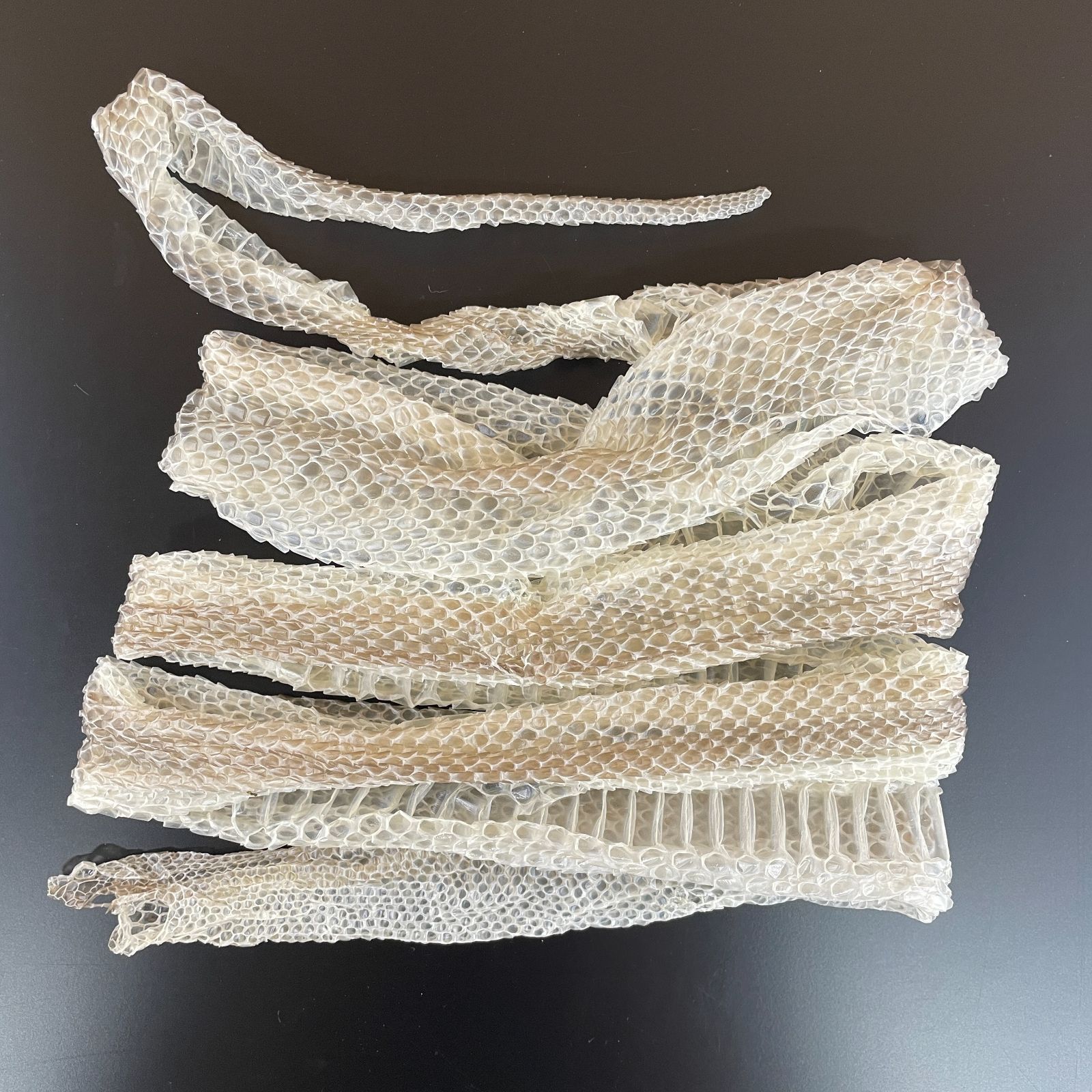 蛇の抜け殻 約180cm ヘビの抜け殻