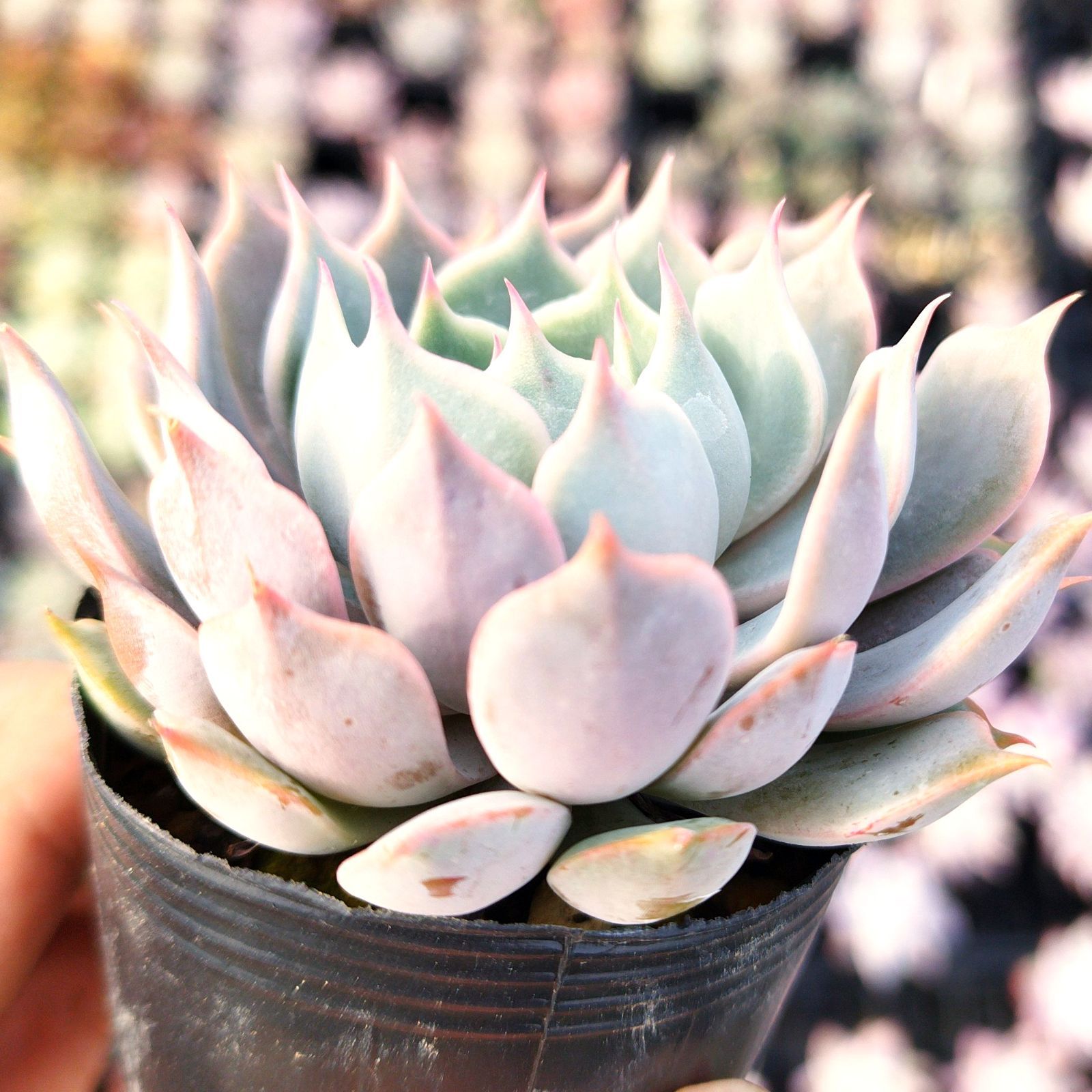 RUKIRUKI様専用 - メルカリ