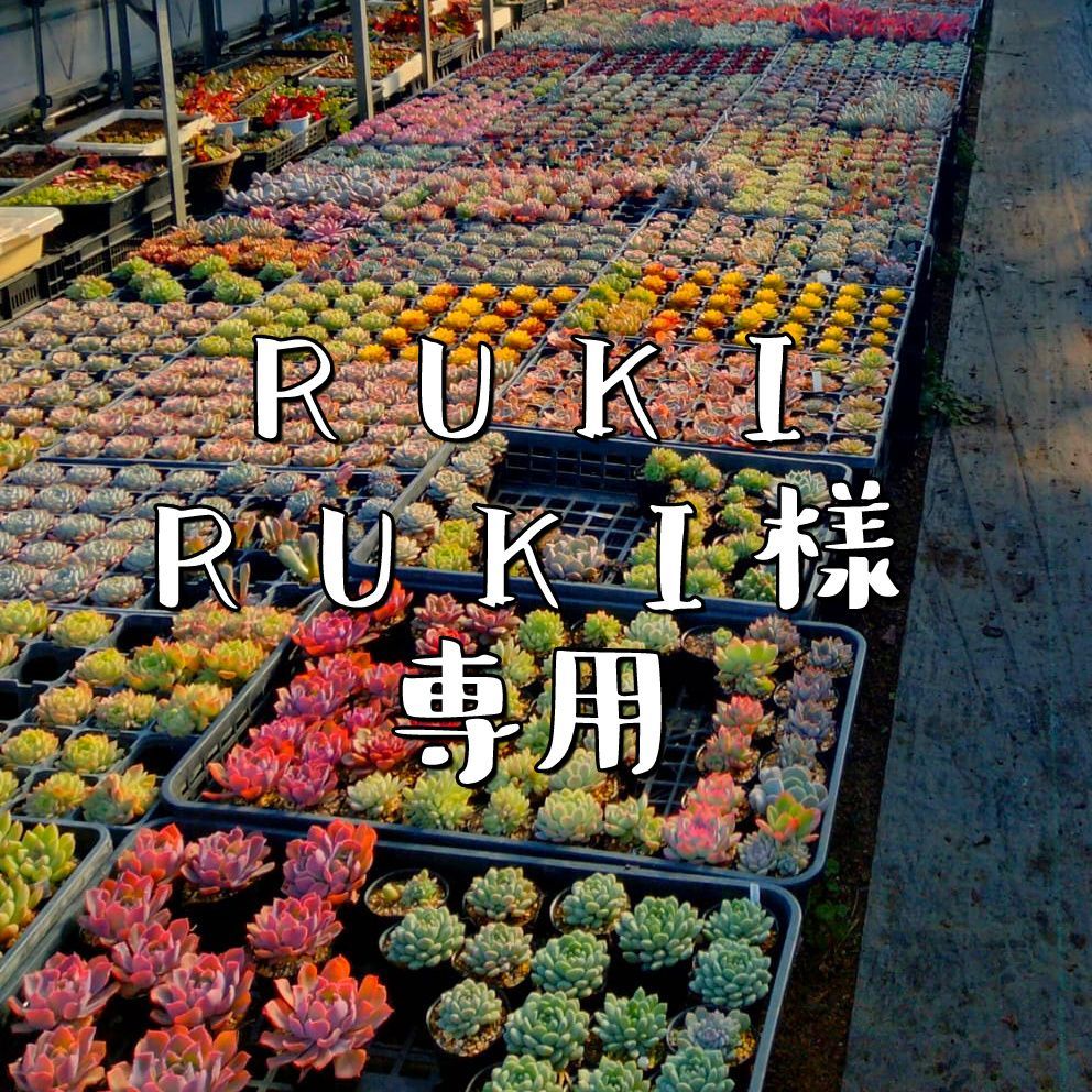 デニグリー錦 大疣 国内実生 鉢植えメルカリ便送料込み デニグリー錦 大疣 国内実生 鉢植えメルカリ便送料込み RUKIRUKI様専用