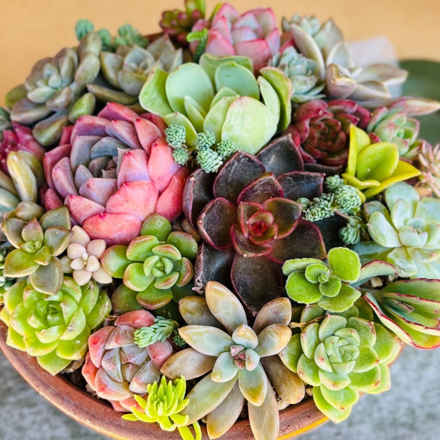 韓国苗入り カット苗 多肉植物 寄せ植セット - メルカリ