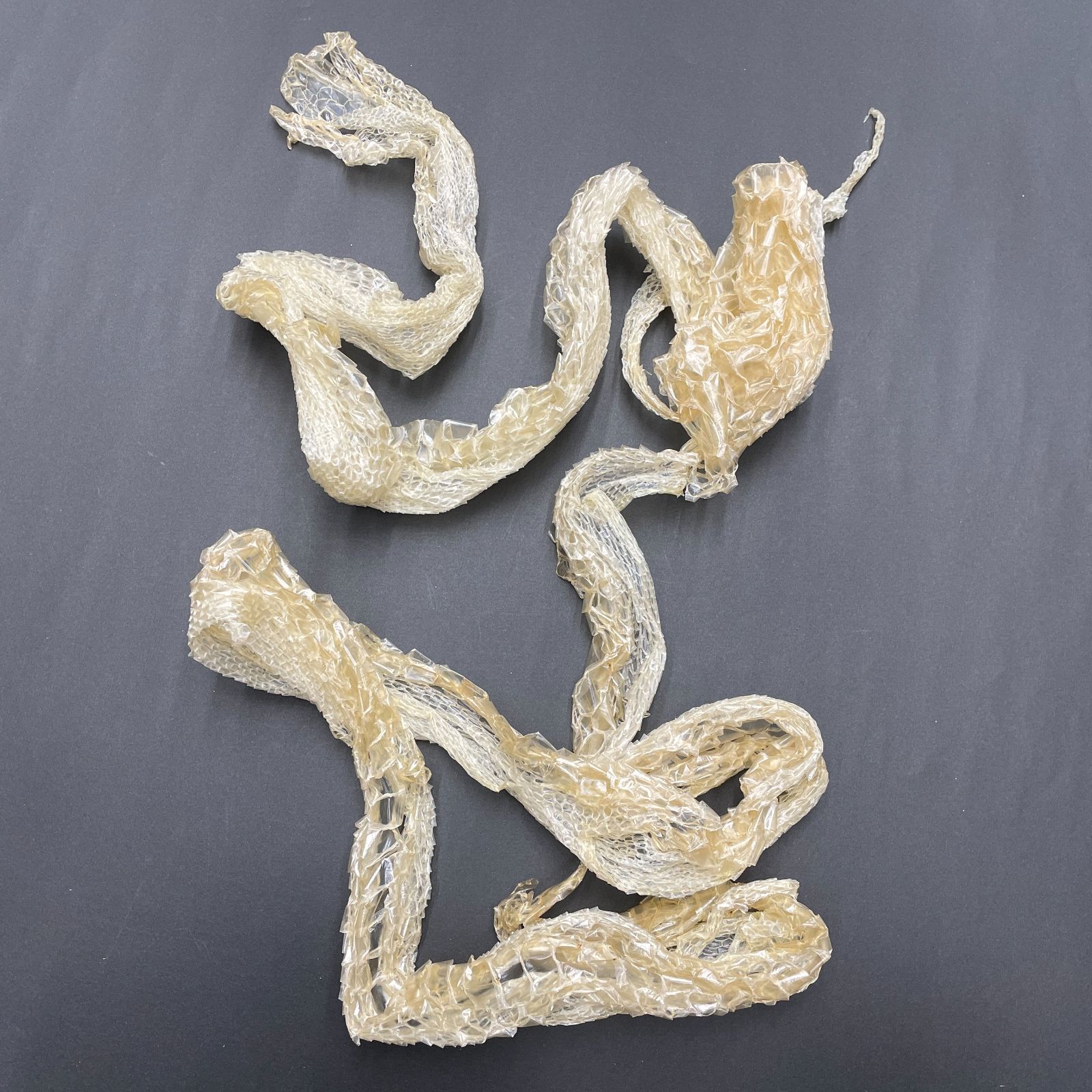 白蛇の抜け殻 約225cm 開運 縁起物 金運 ヘビの抜け殻 HC-7 - メルカリ