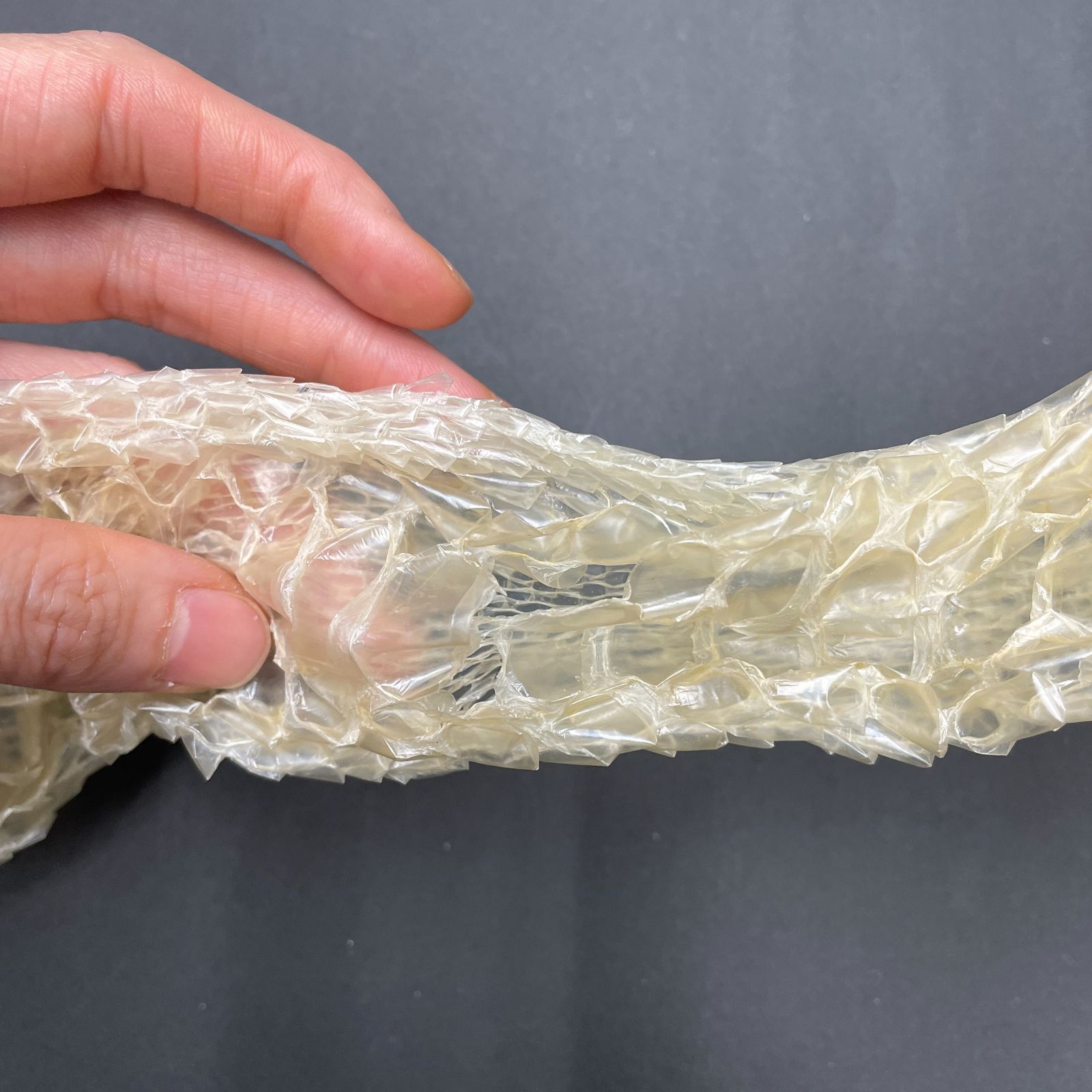 白蛇の抜け殻 約225cm 開運 縁起物 金運 ヘビの抜け殻 HC-7