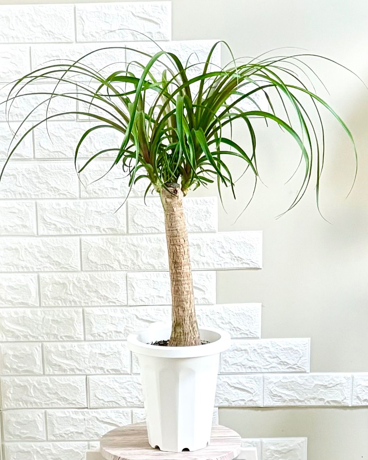 新型Win11搭載☆美品！薄型！ピンク東芝！テレワーク可能！動画編集