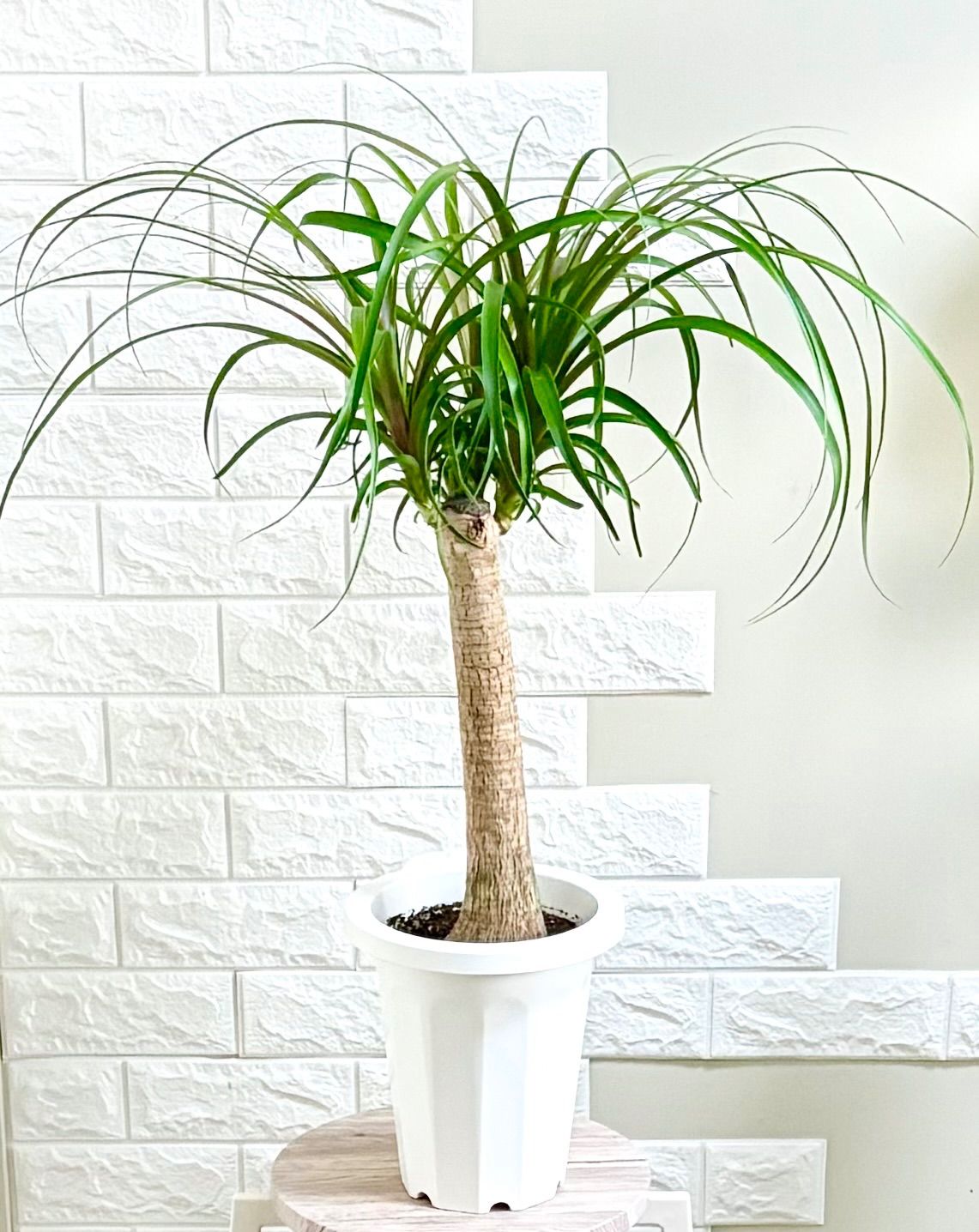 希少サイズ⭐️トックリラン⭐️ポニーテール 観葉植物 - メルカリ