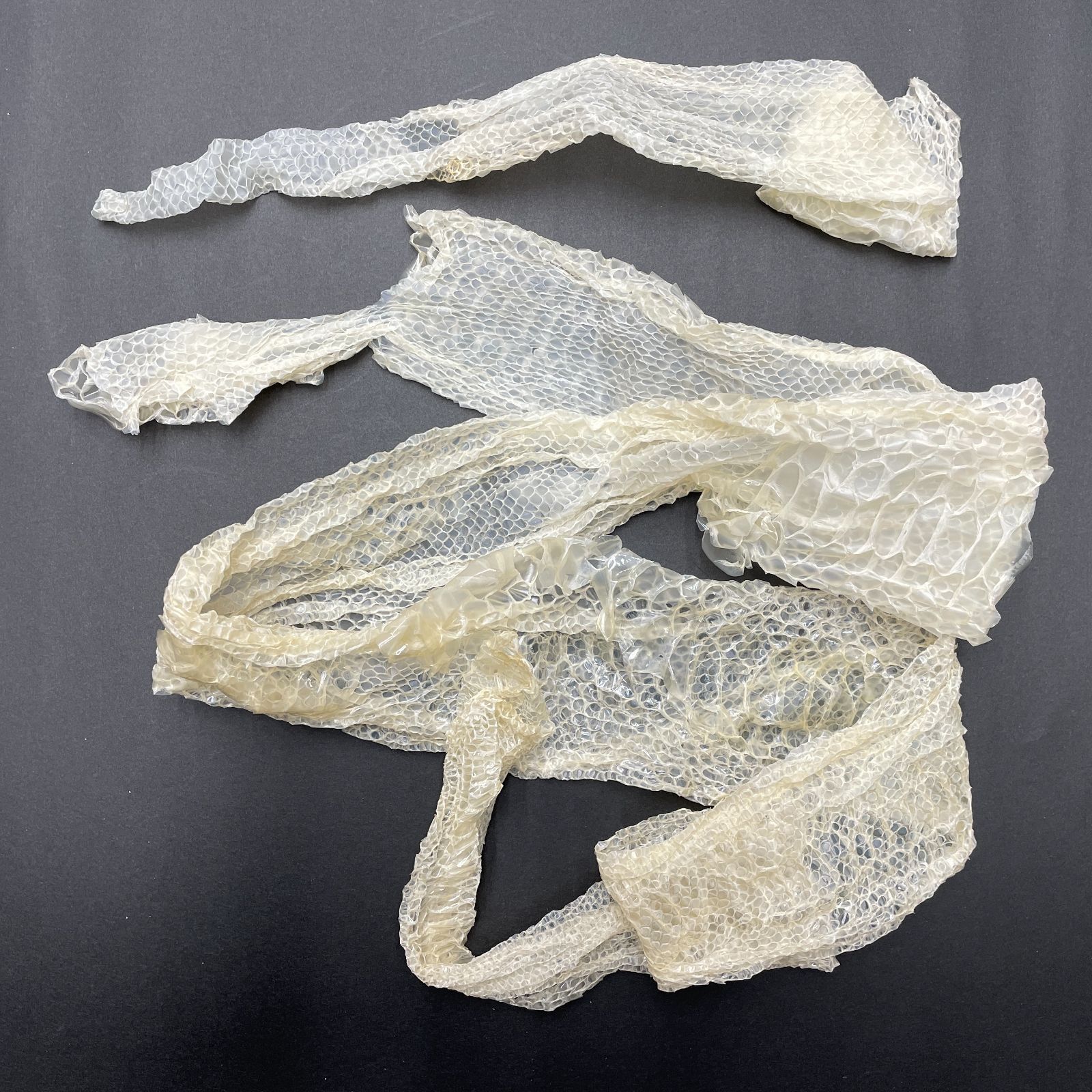 白蛇の抜け殻 約122cm+34cm開運 縁起物 金運 ヘビの抜け殻 HC-11