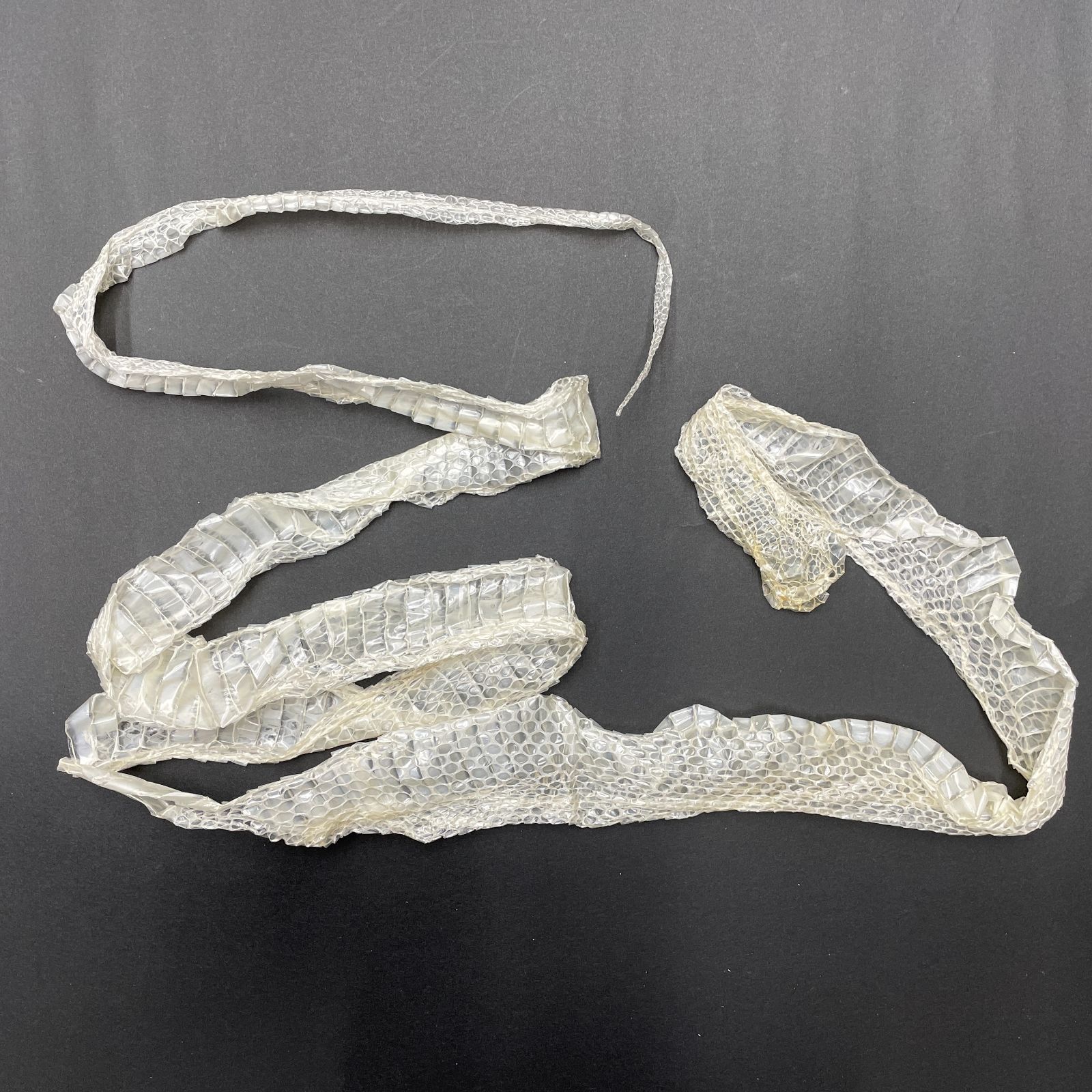 白ヘビの抜け殻まとめ売り 白蛇の抜け殻 3匹分セット 開運 縁起物 金運 ヘビの抜け殻 まとめ売り