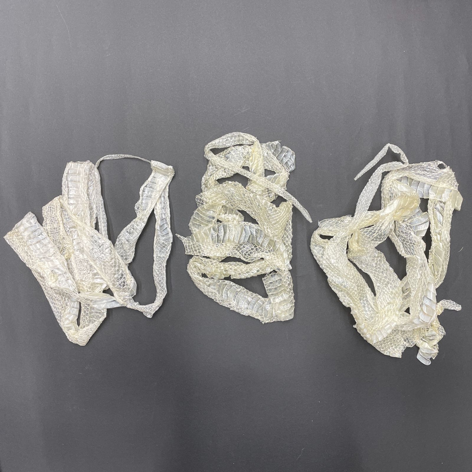 白蛇の抜け殻 3匹分セット 開運 縁起物 金運 ヘビの抜け殻 まとめ売り