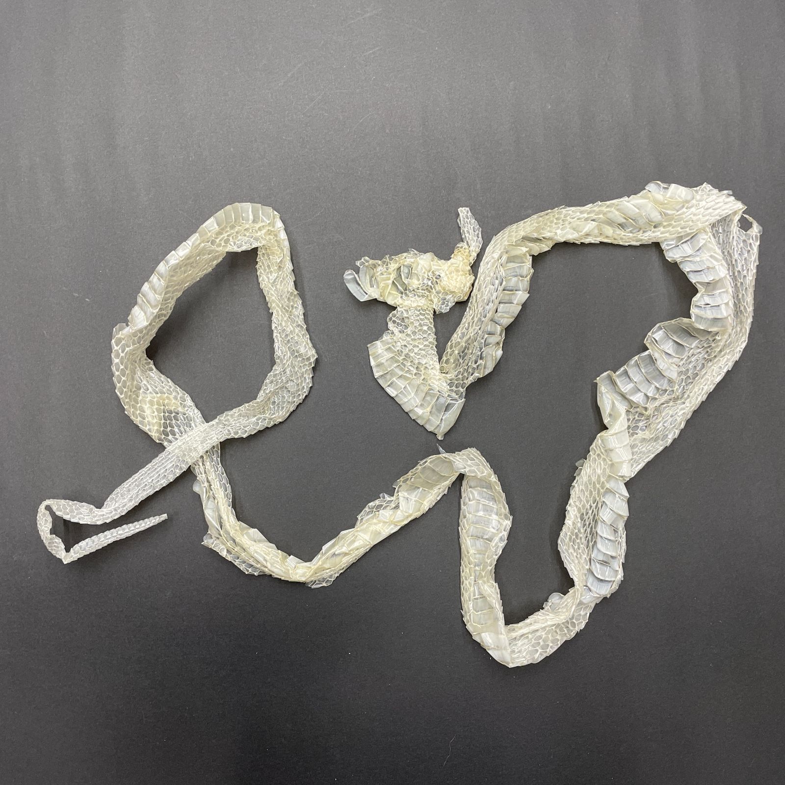 3匹分セット 開運